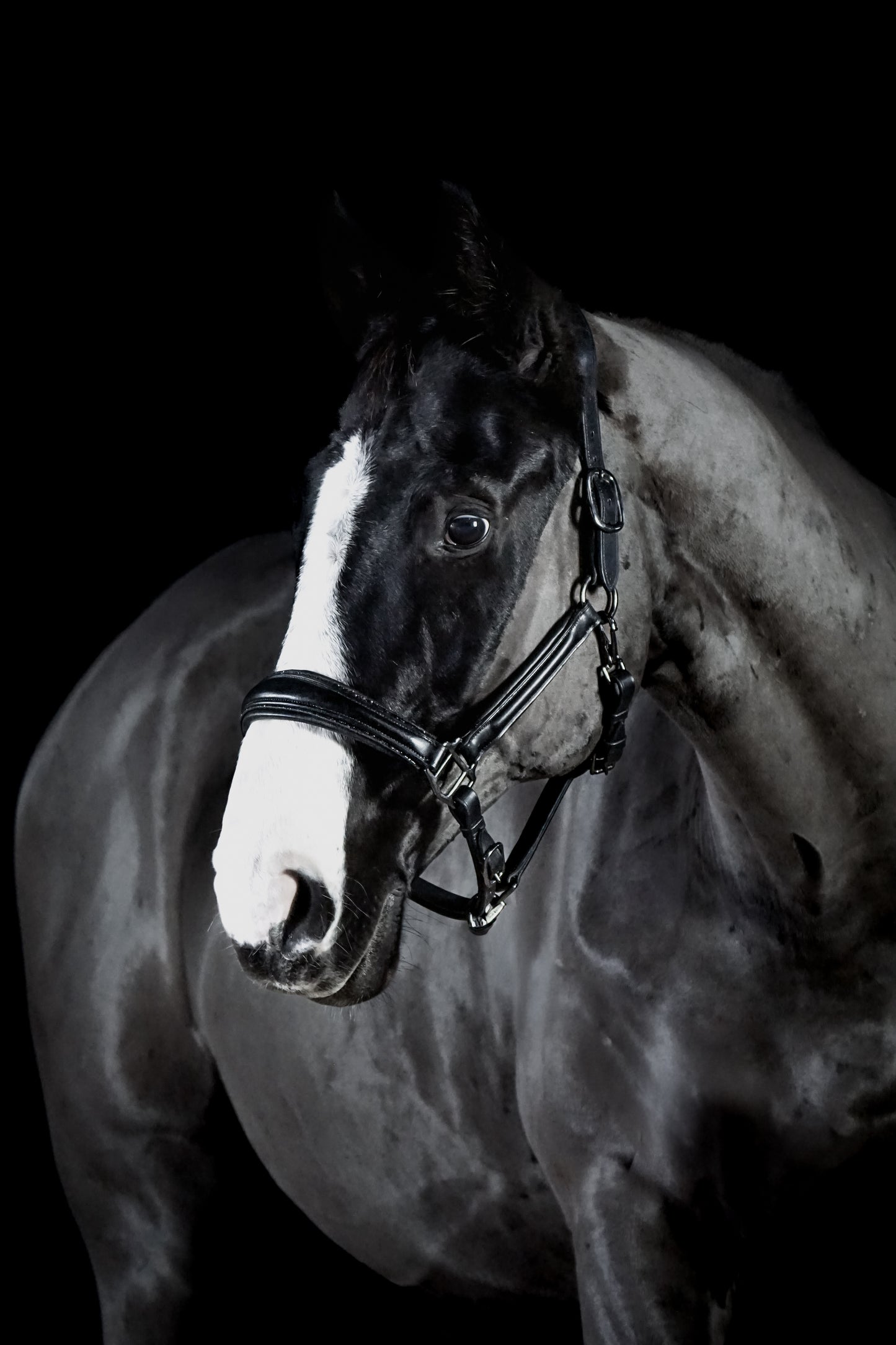 Lederhalfter "Black Diamond"
