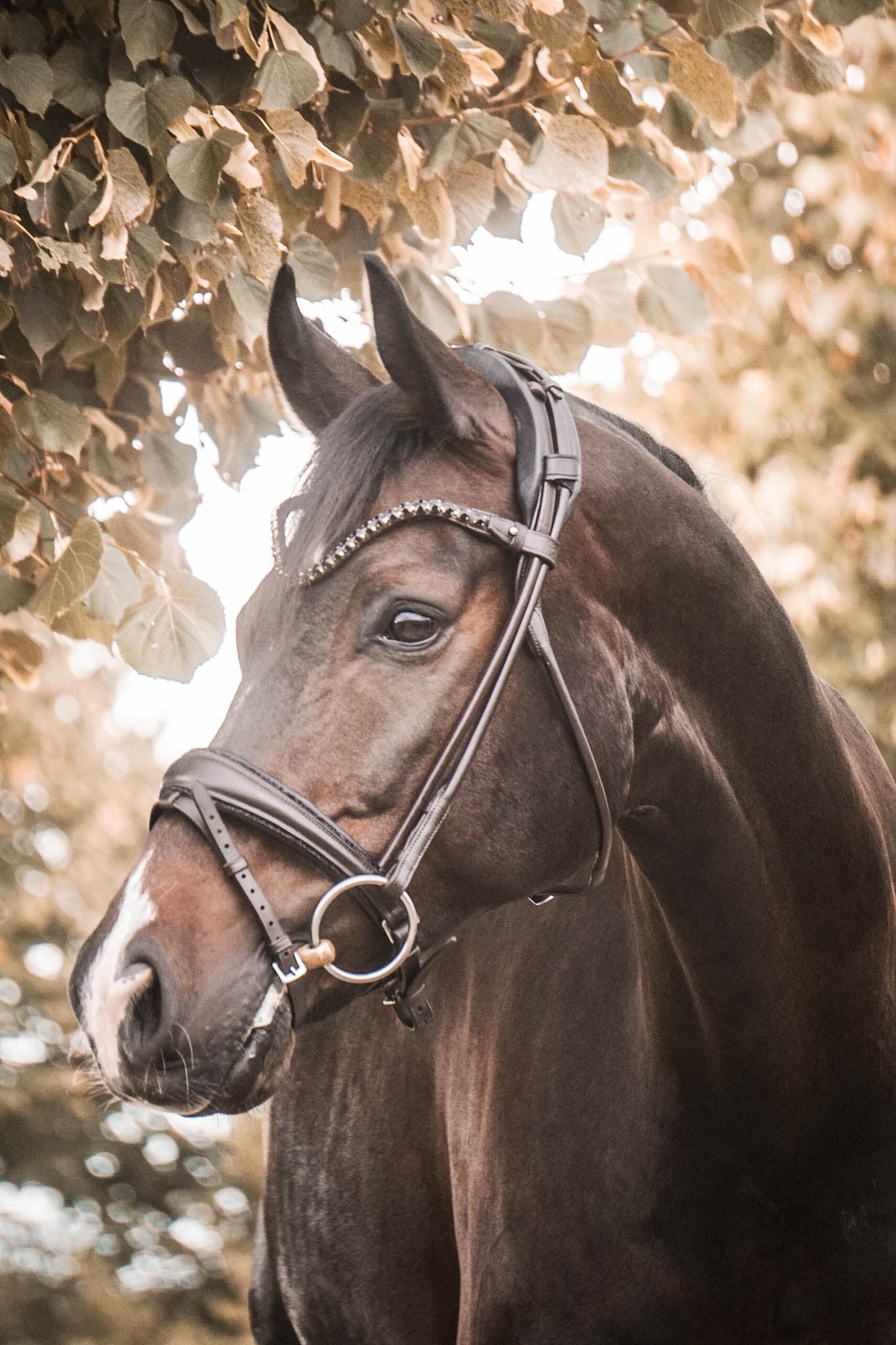 Trense "Black Mocca"