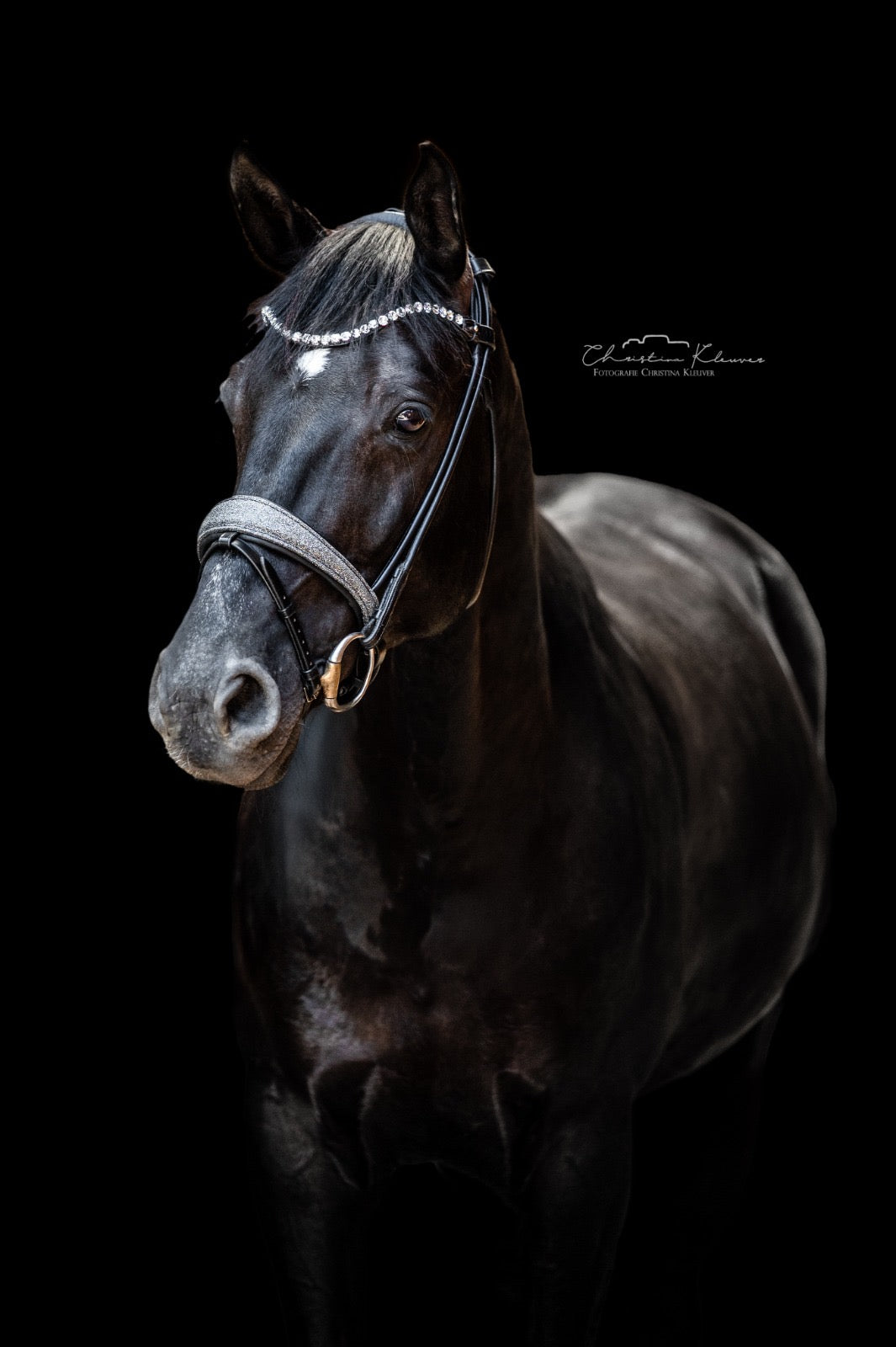 Trense "Glitter" | Limited Edition