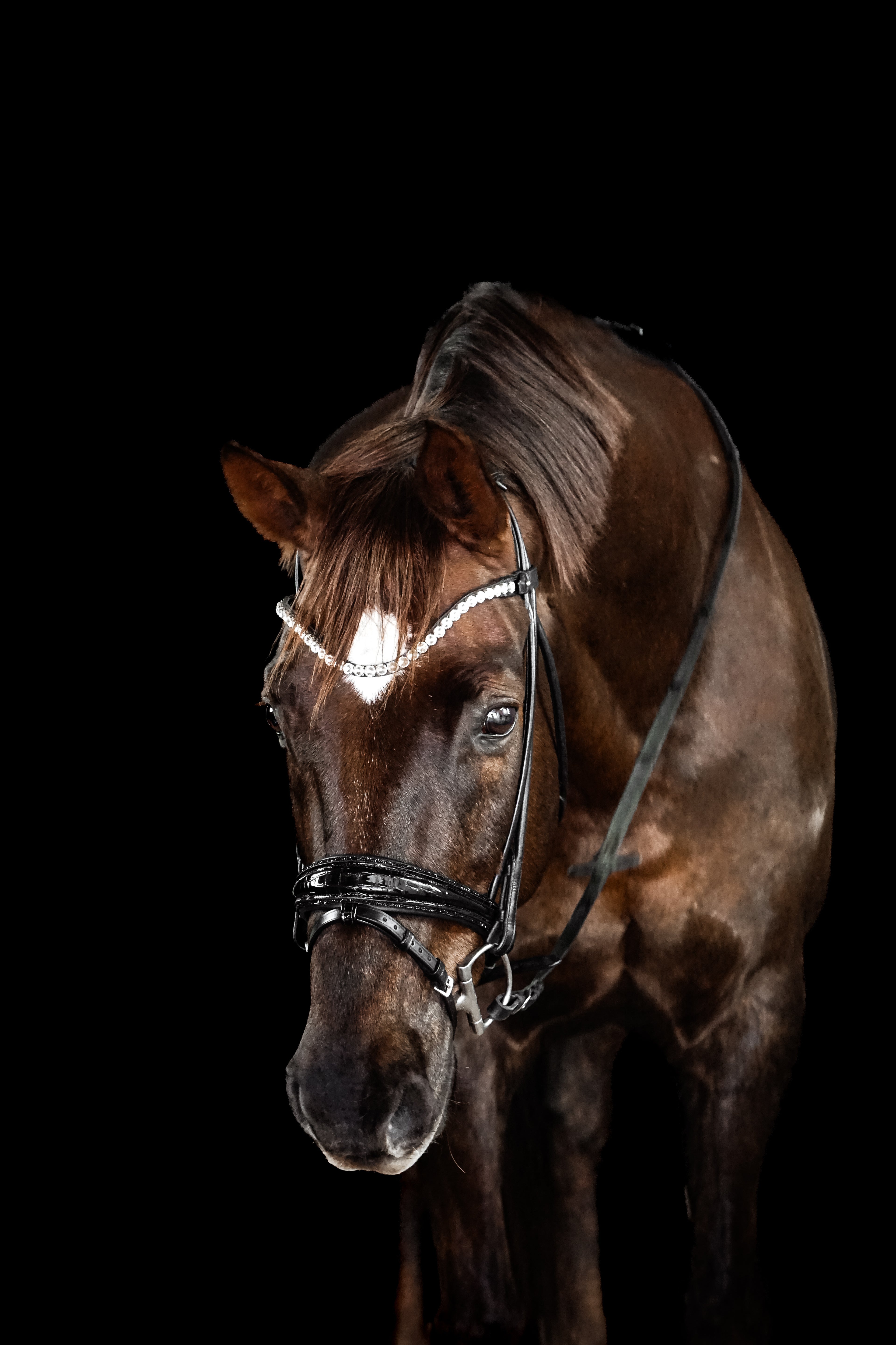 Trense "Black Croco"