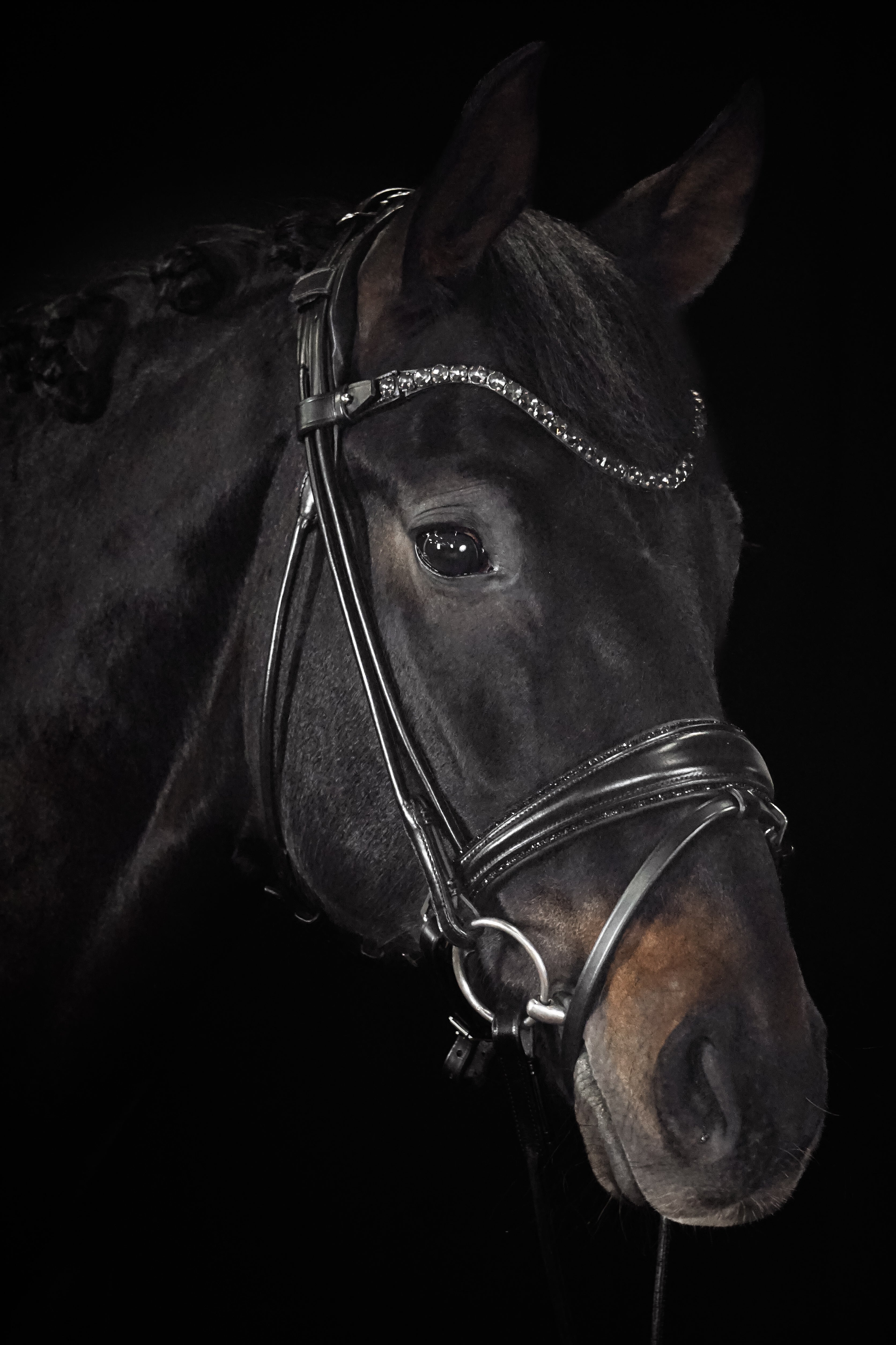 Trense "Black Diamond"