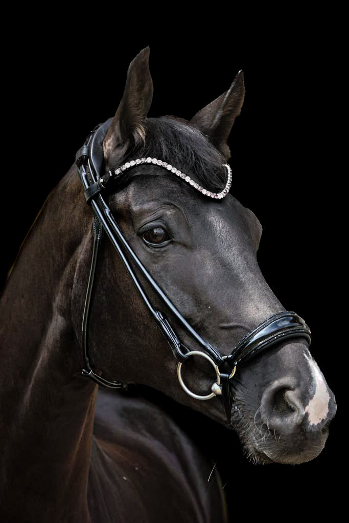 Trense "Black Magic" Hannover