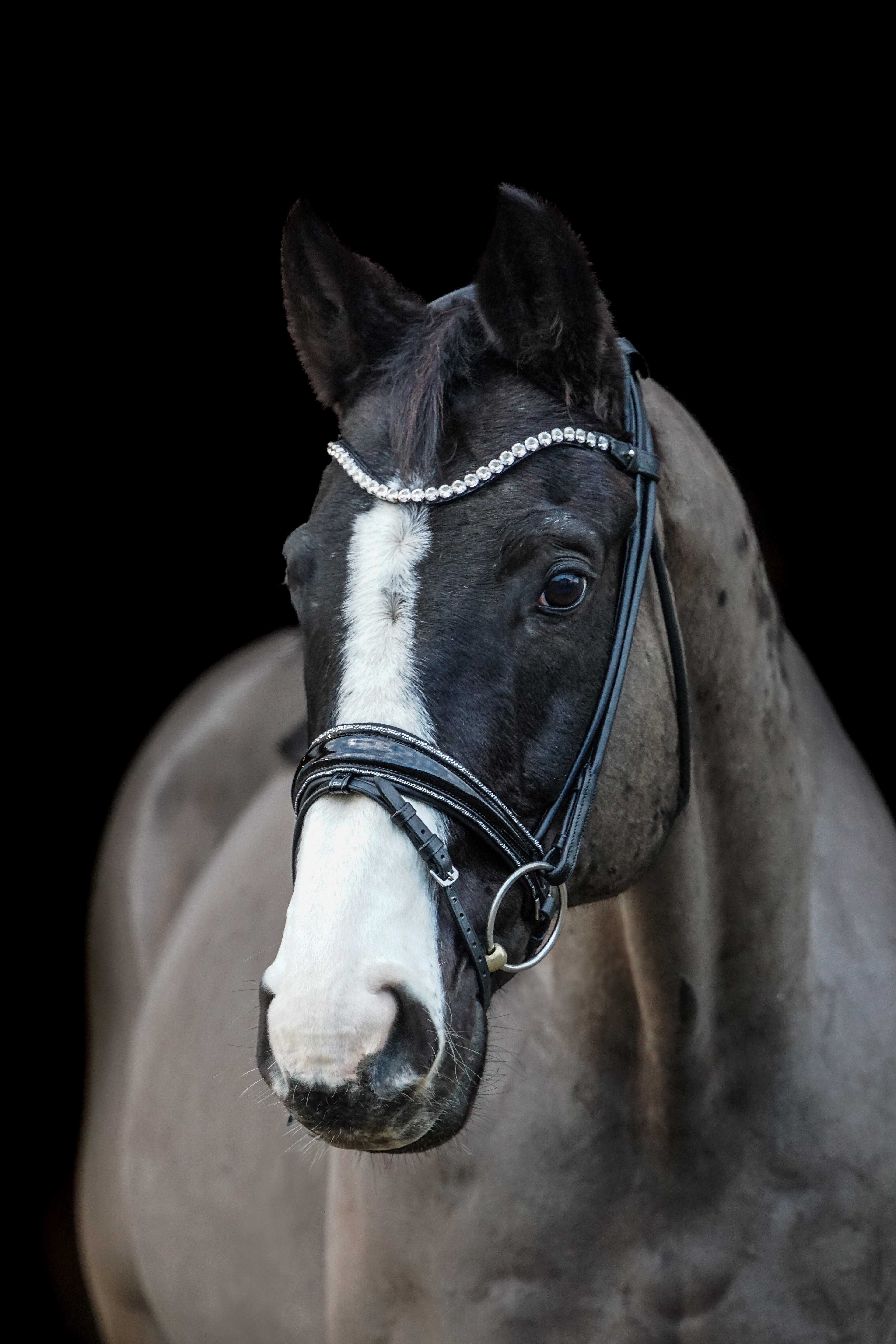 Trense "Community Trense"