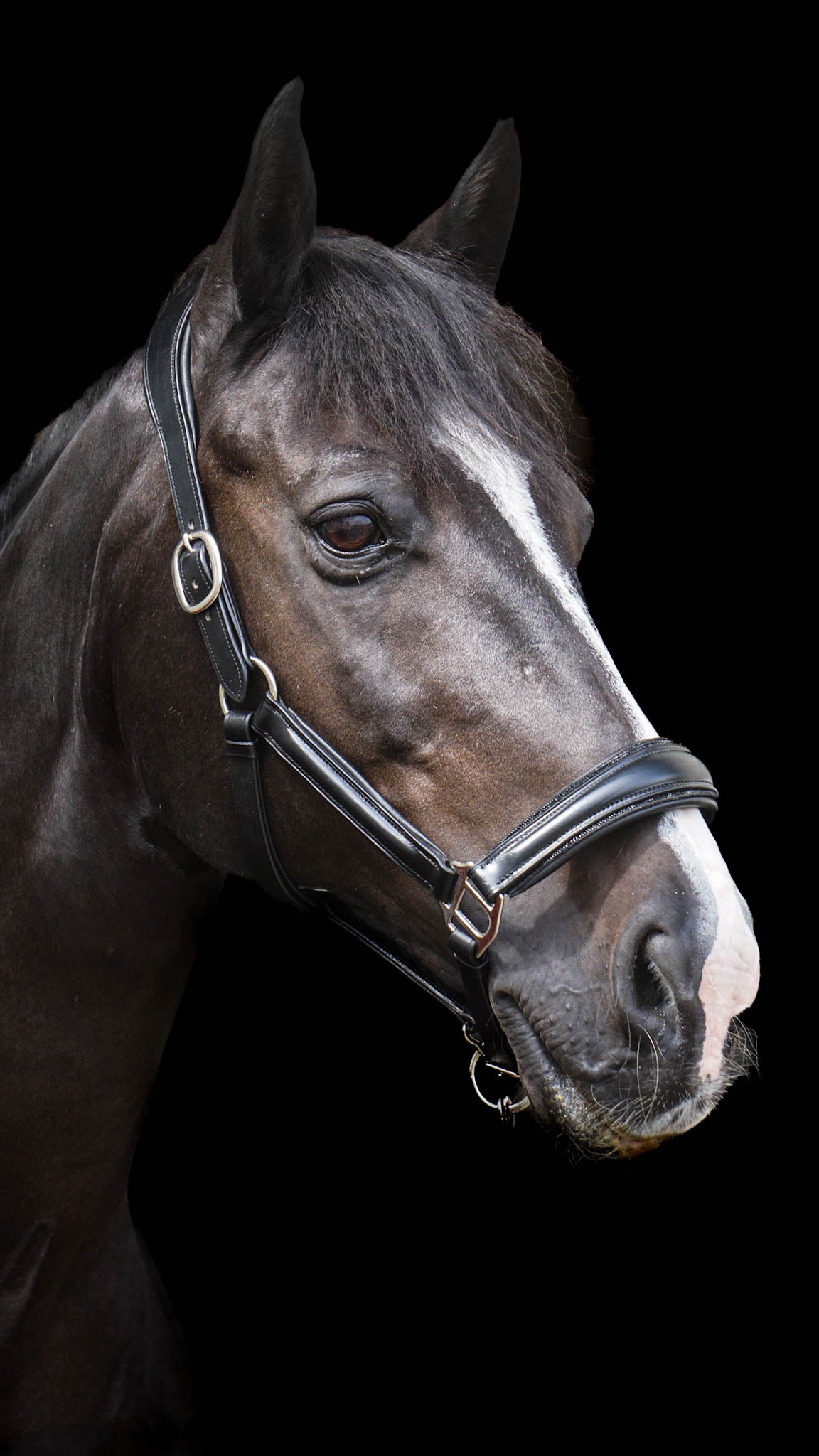 Lederhalfter "Black Diamond"