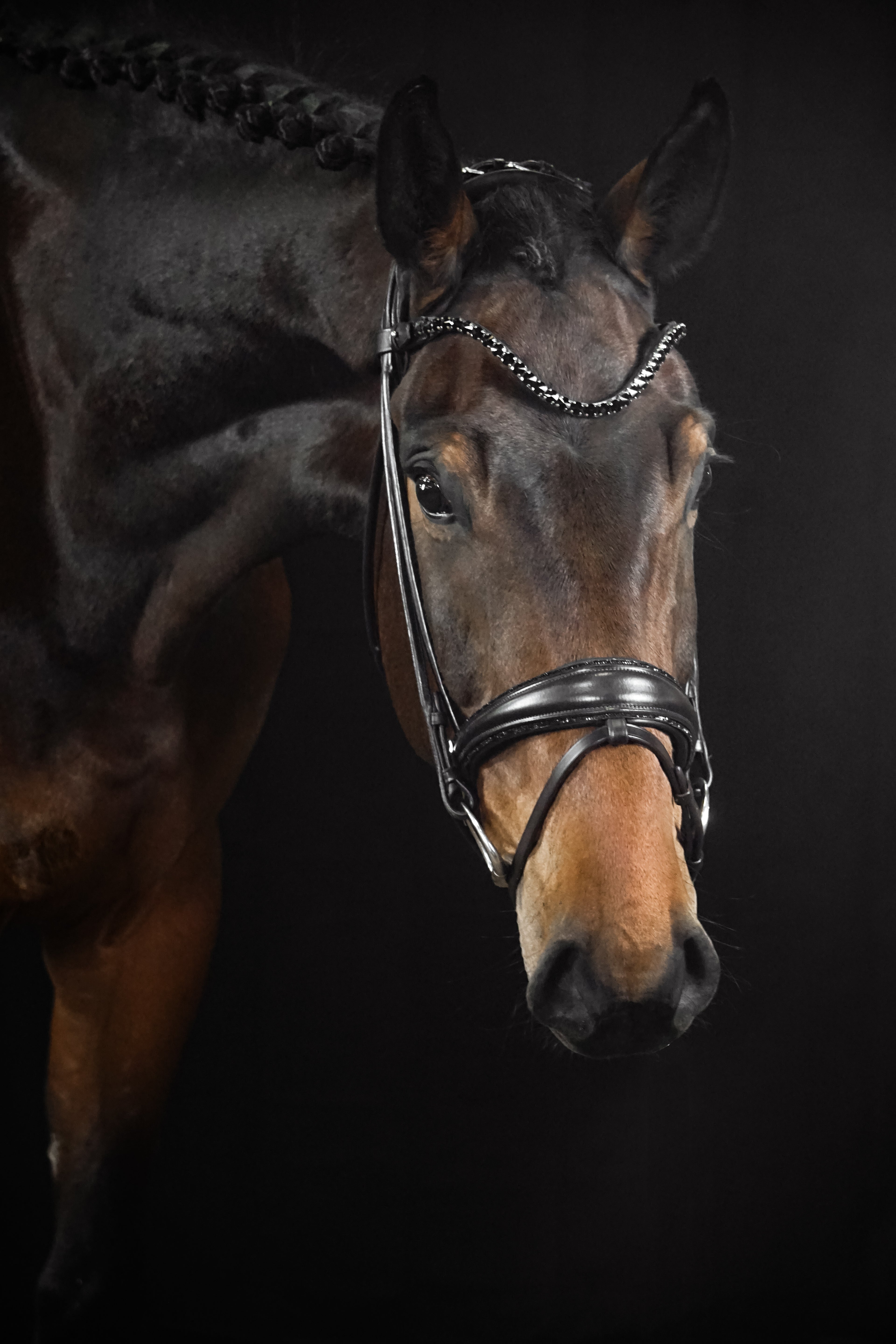 Trense "Black Mocca"