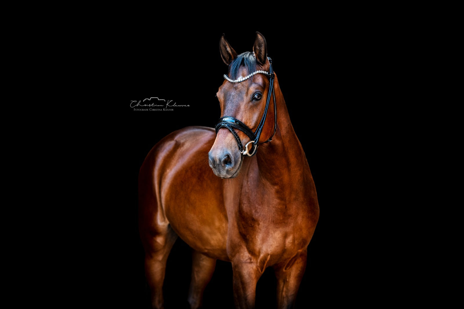 Trense "Black Magic"