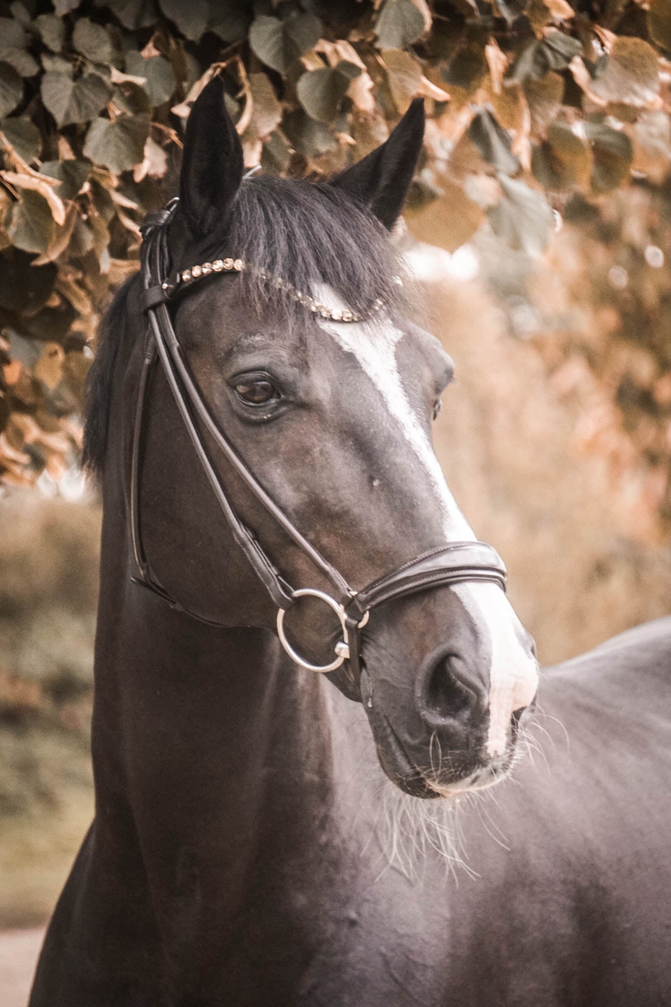 Trense "Classic" Hannover