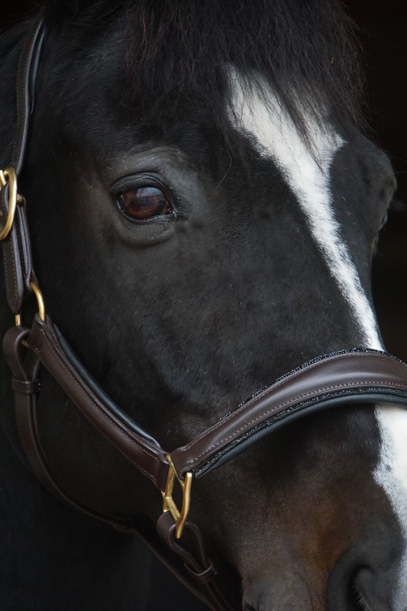 Lederhalfter "Black Mocca"