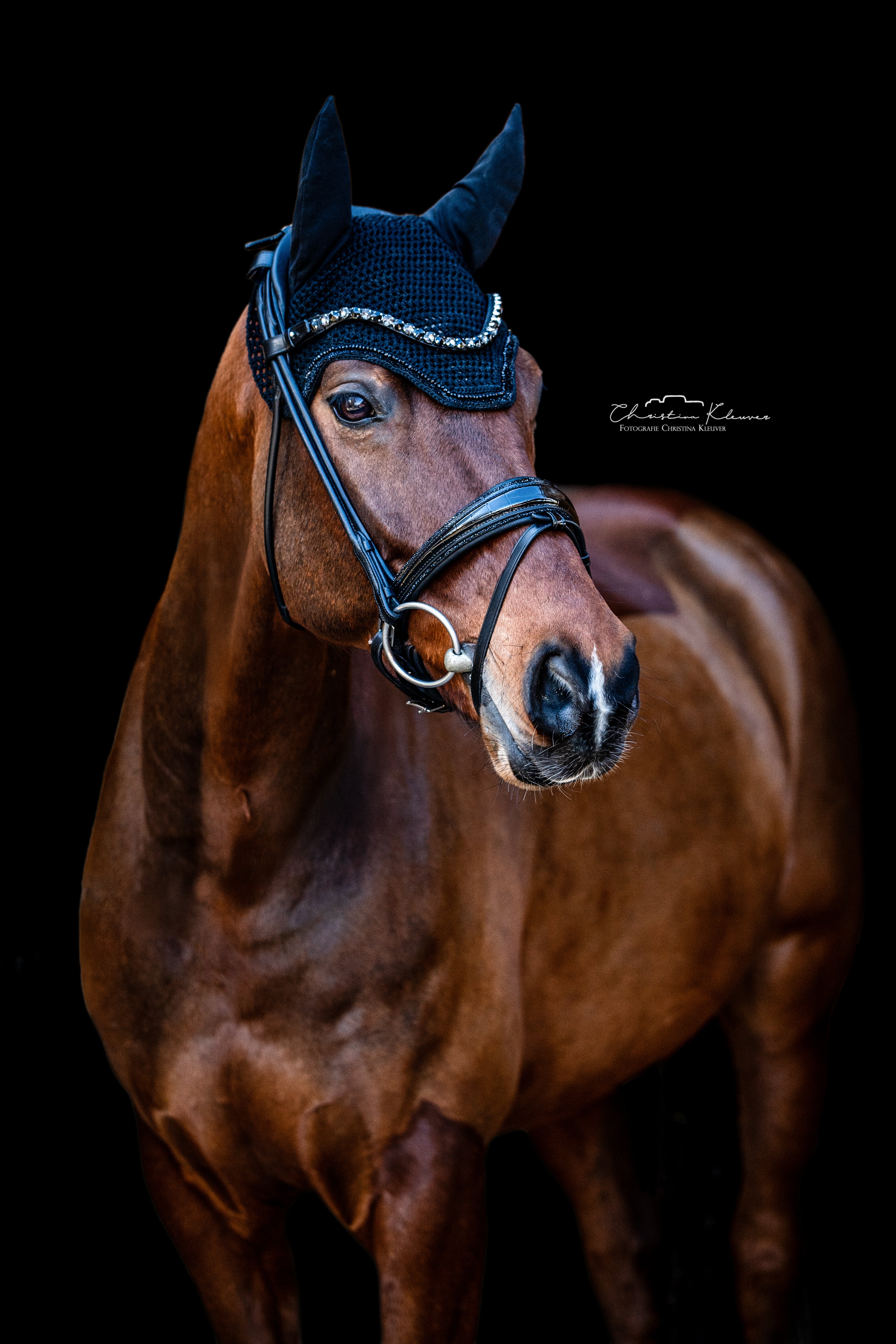 Trense "Black Croco"