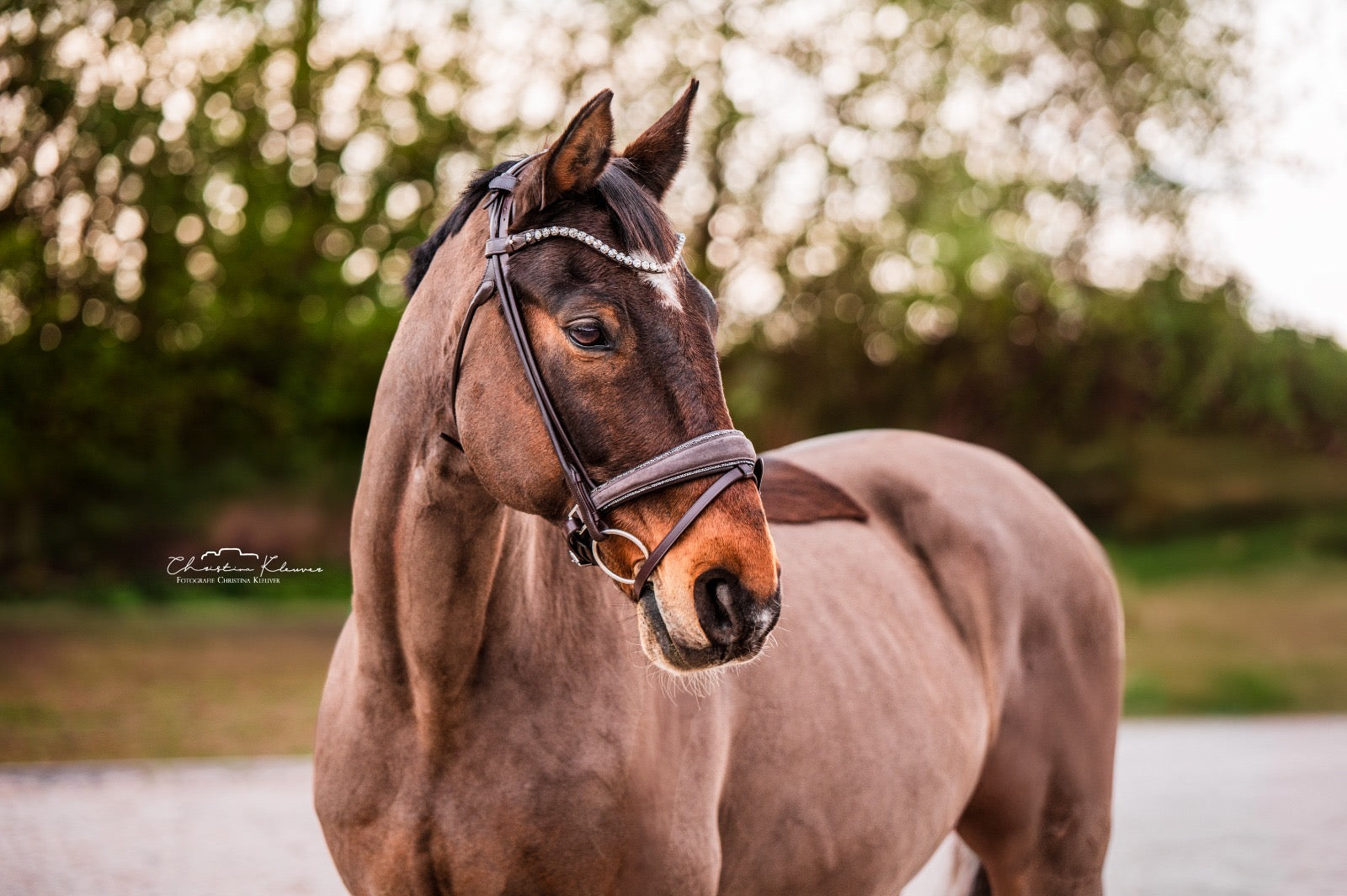 Trense "Brown Suede Magic"
