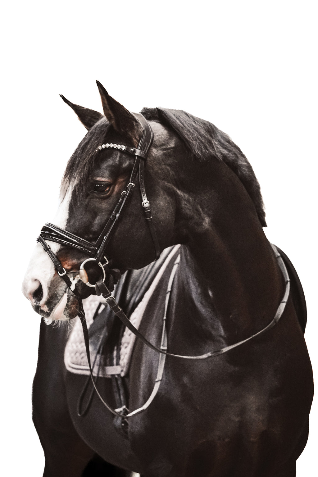 Trense "Black Croco Komfort"