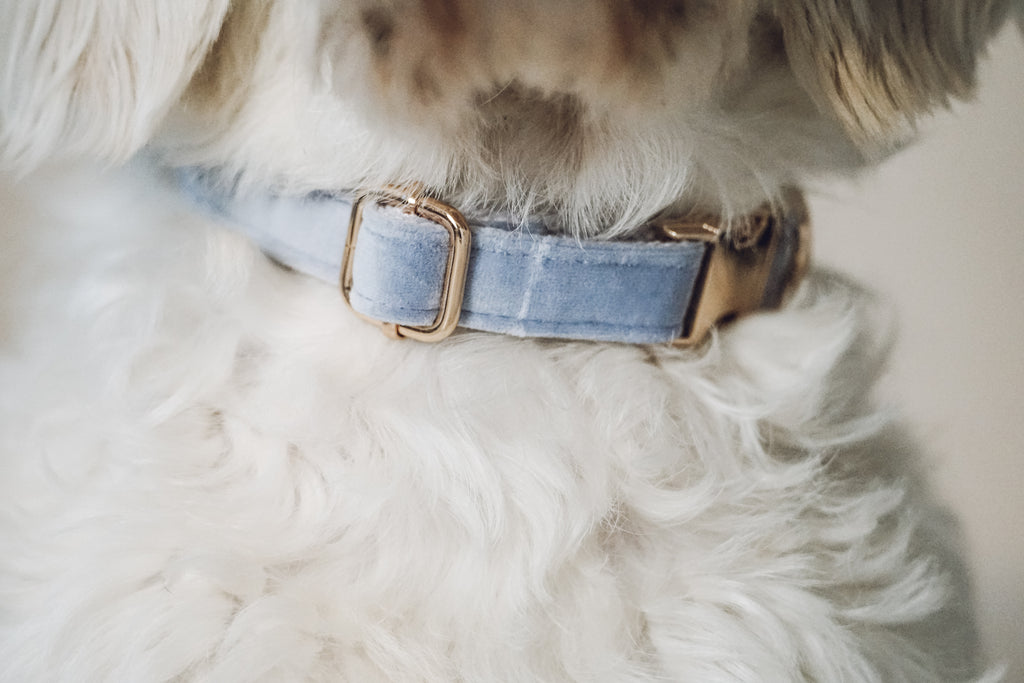 Set: Halsband, Leine und Kotbeuteltasche "Velvet"