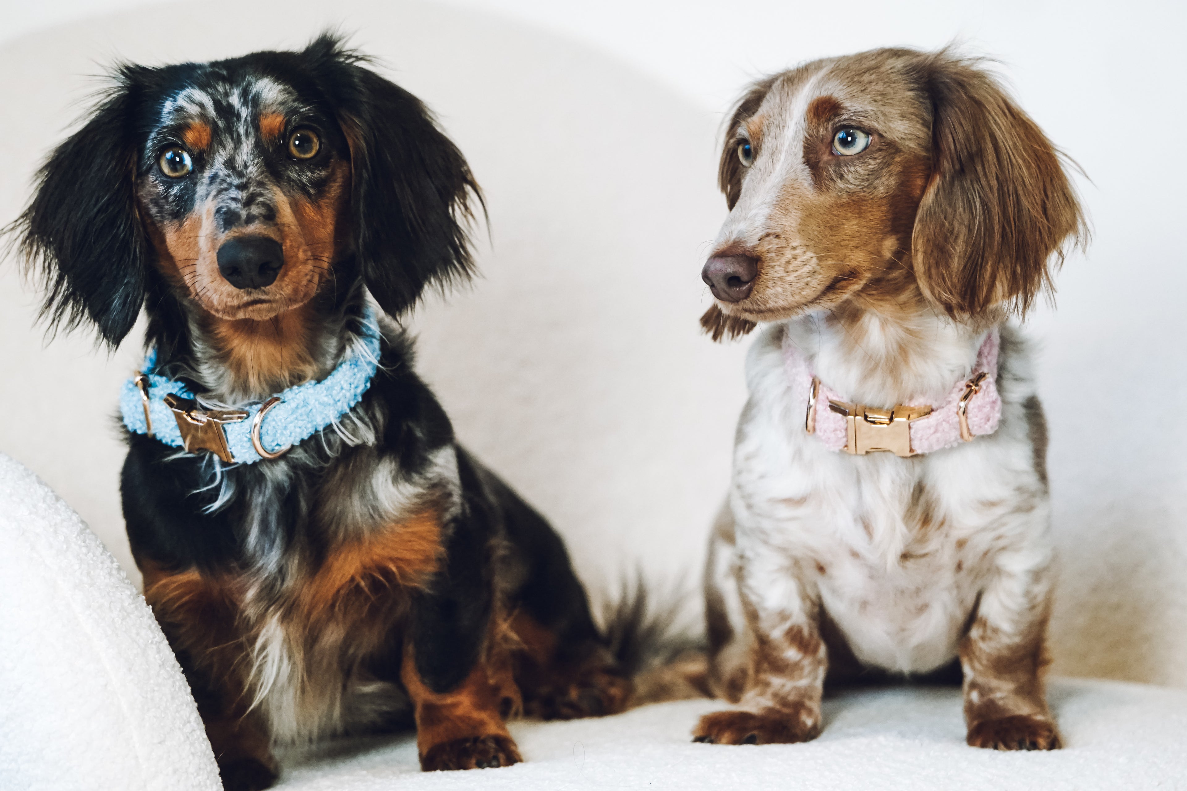 Set: Leine und Halsband "Teddy"