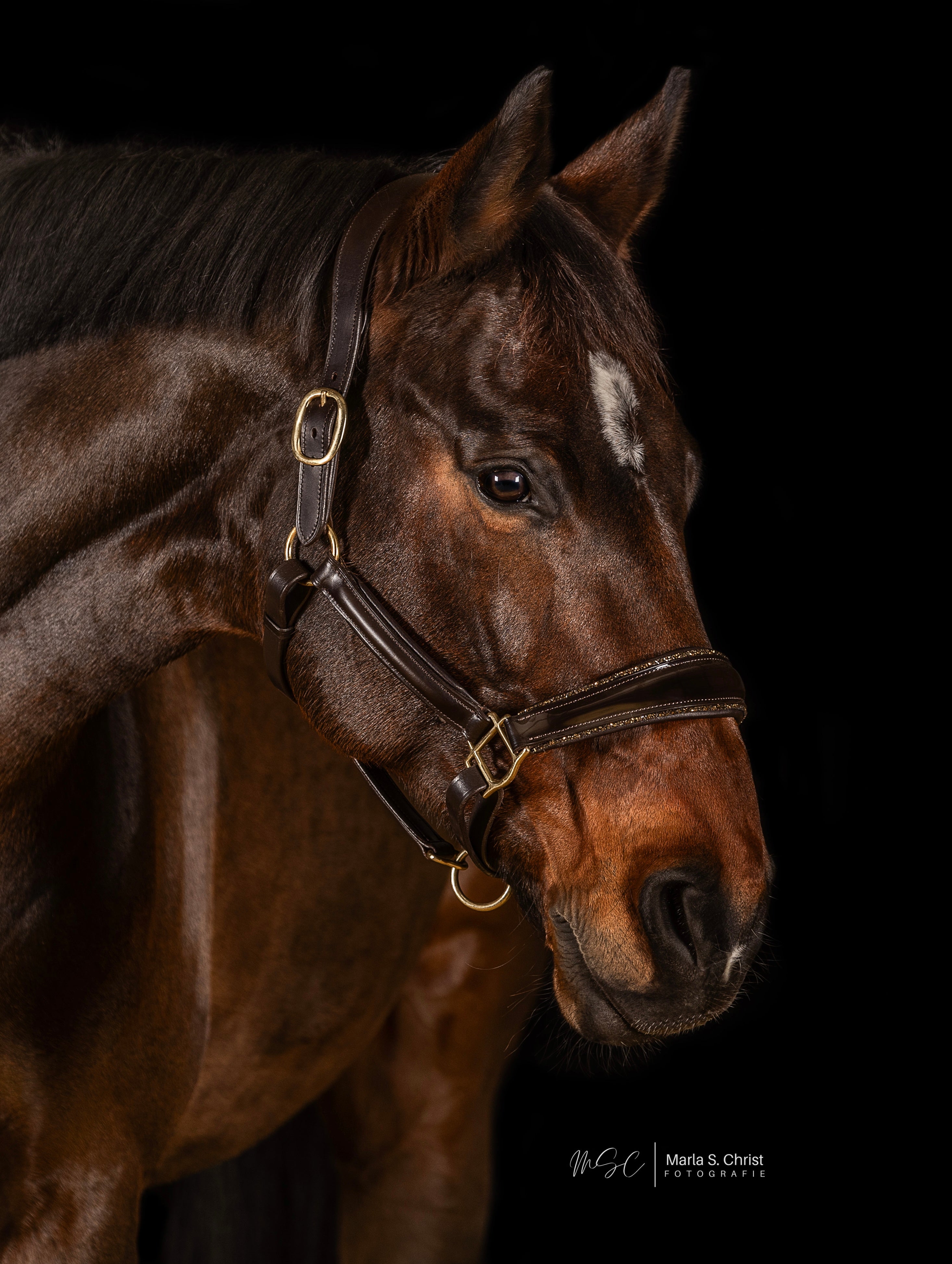 Lederhalfter "Glamour"