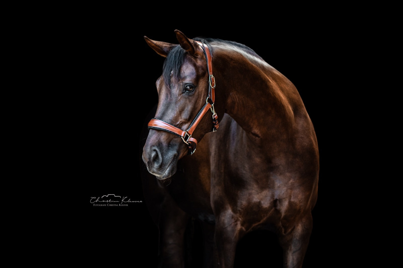 Lederhalfter "Cognac"