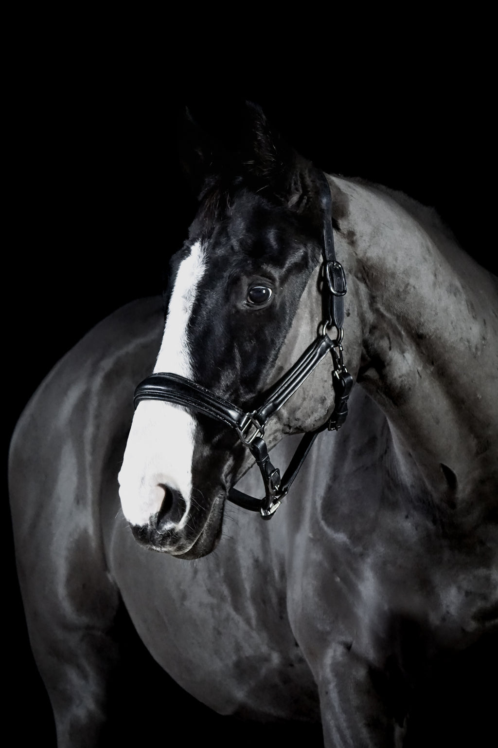 Lederhalfter "Black Diamond"