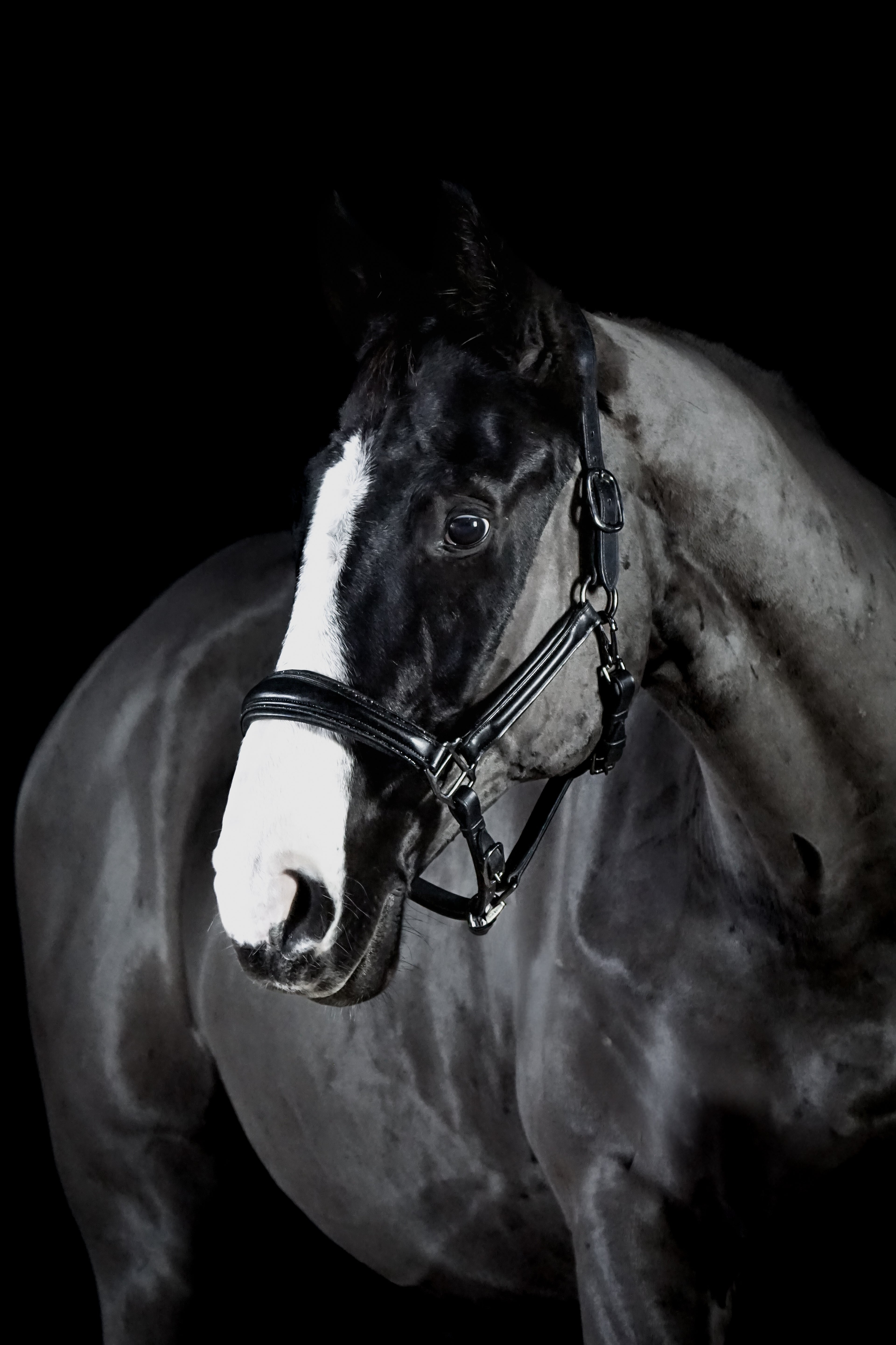Lederhalfter "Black Diamond"