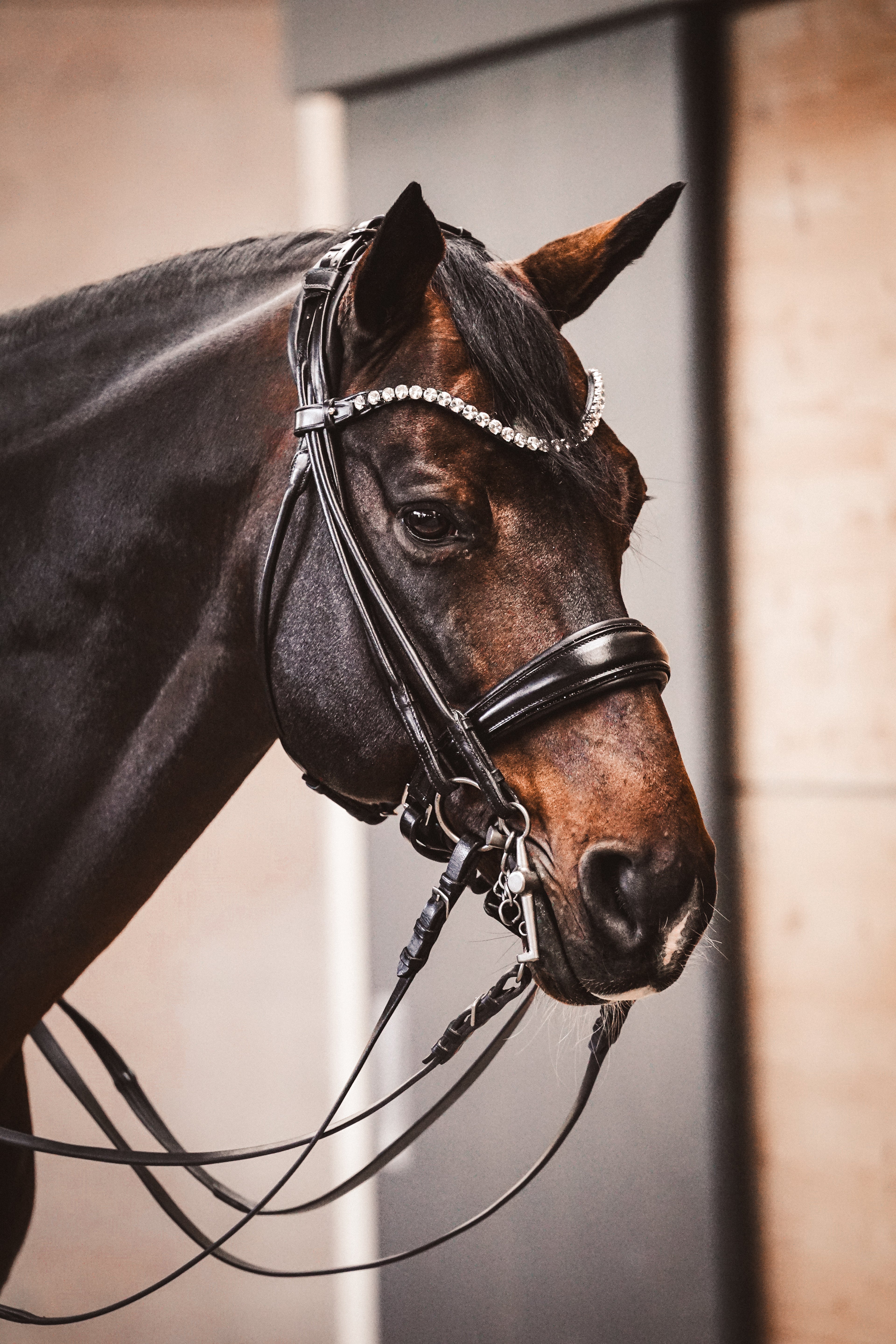 Kandare "Black Diamond"