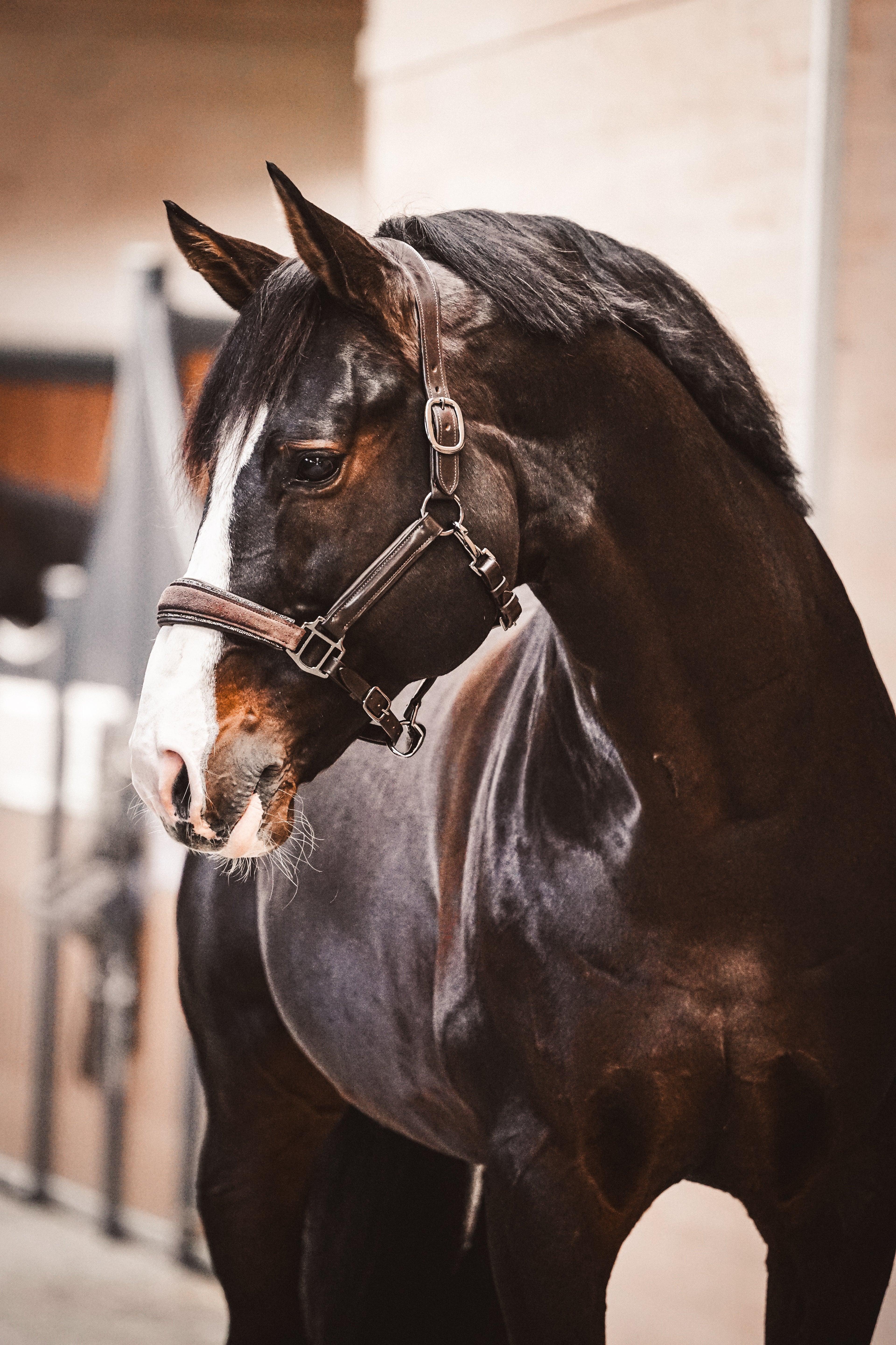 Lederhalfter "Brown Suede Magic"