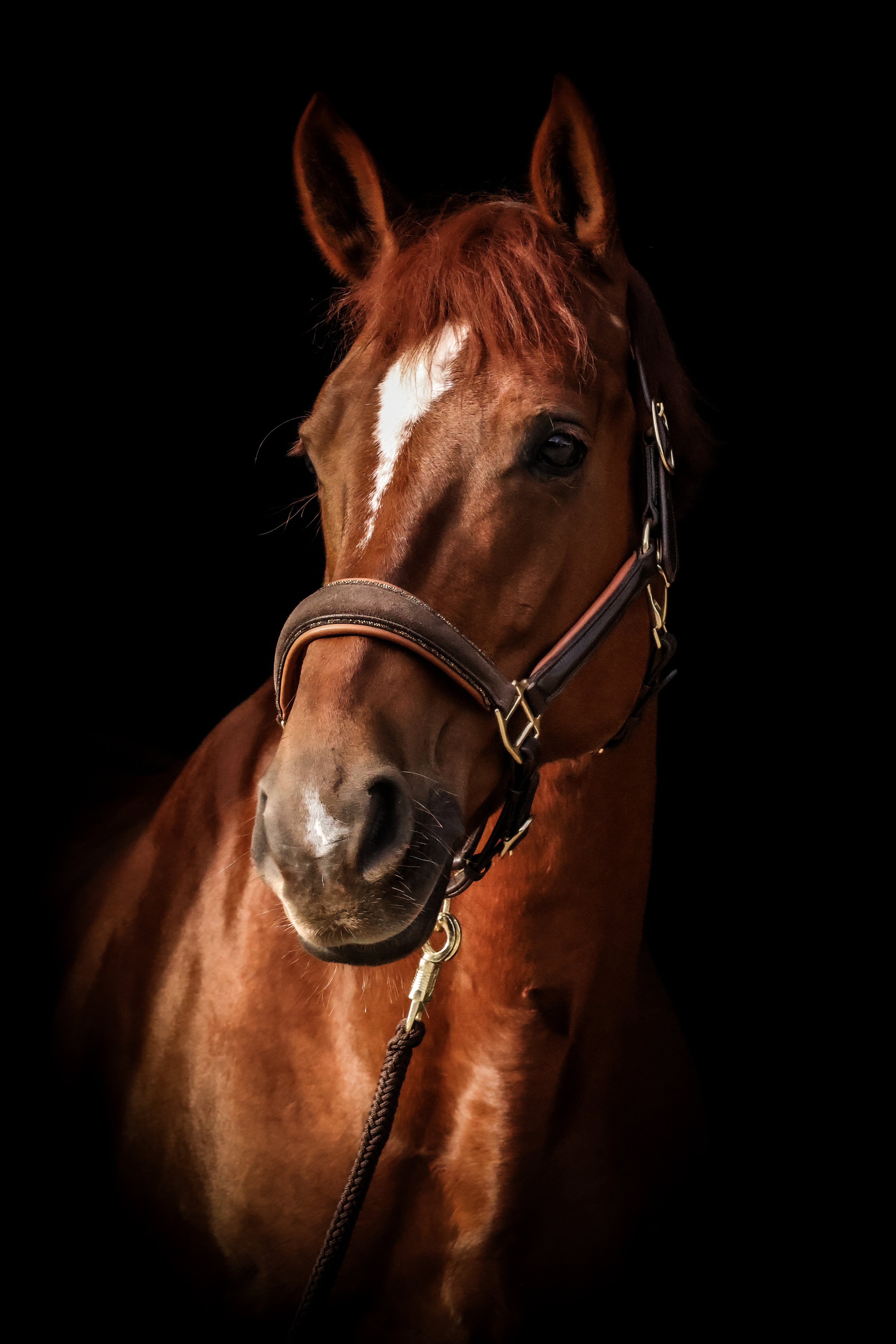 Lederhalfter „Gold Suede Magic“