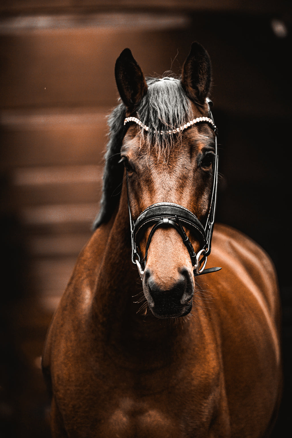 Trense "Black & Gold Suede Magic" | Limited Edition