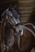 Lederhalfter "Black Suede Magic"