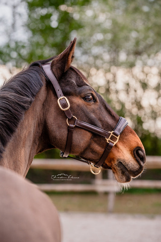 Lederhalfter "Black Mocca"