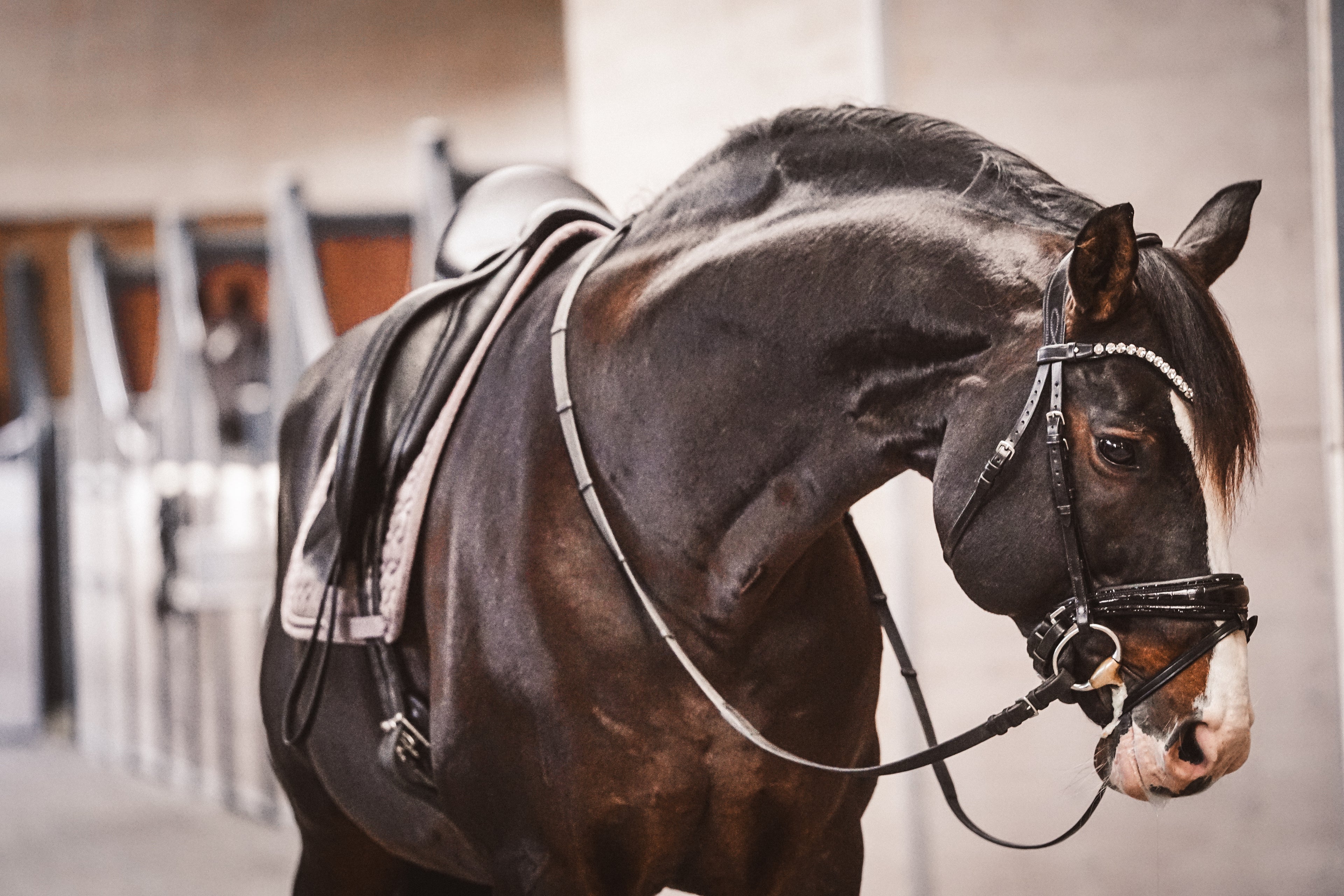 Trense "Black Croco Komfort"