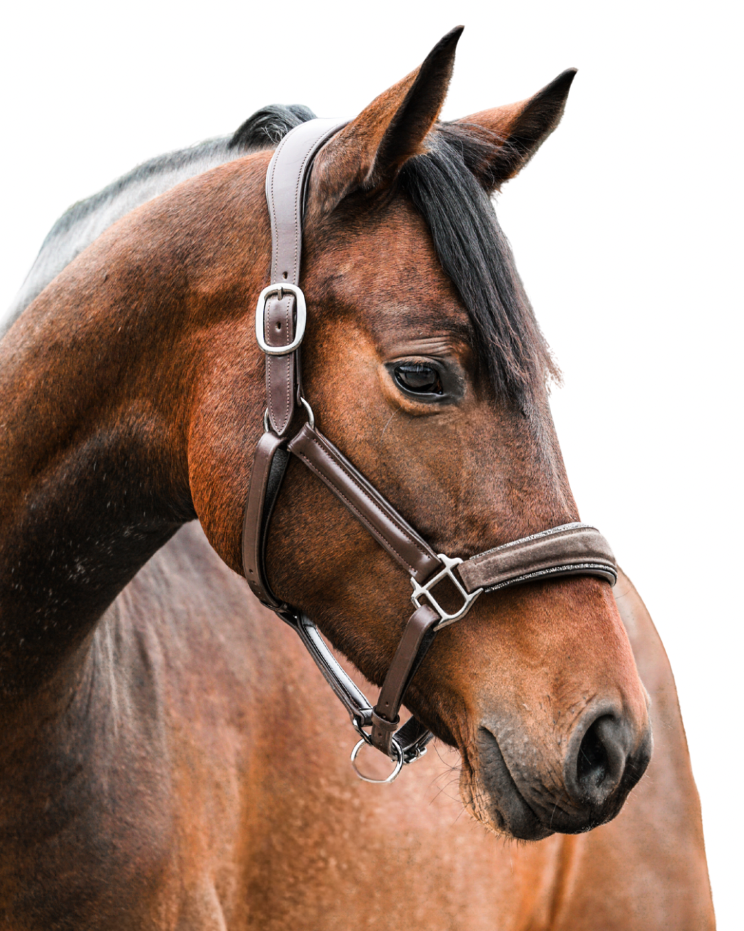 Lederhalfter "Brown Suede Magic"