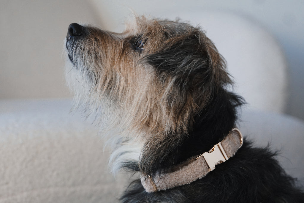 Set: Leine und Halsband "Teddy"