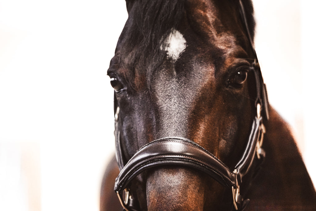 Lederhalfter "Black Mocca"