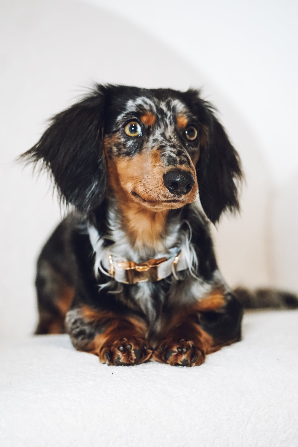 Hundehalsband "Velvet"