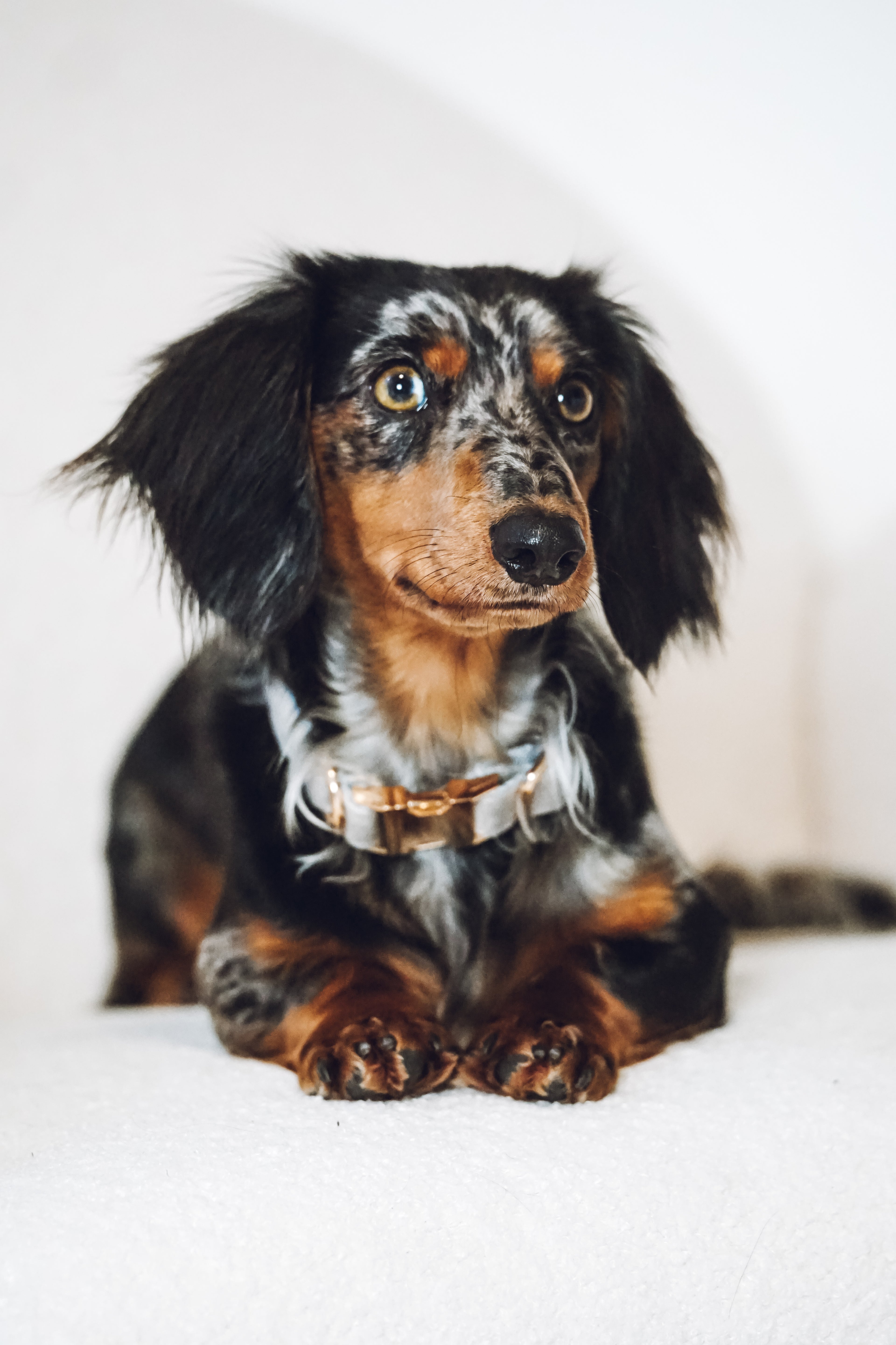 Hundehalsband "Velvet"