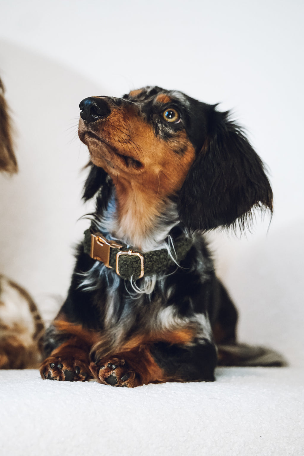 Set: Leine und Halsband "Teddy"