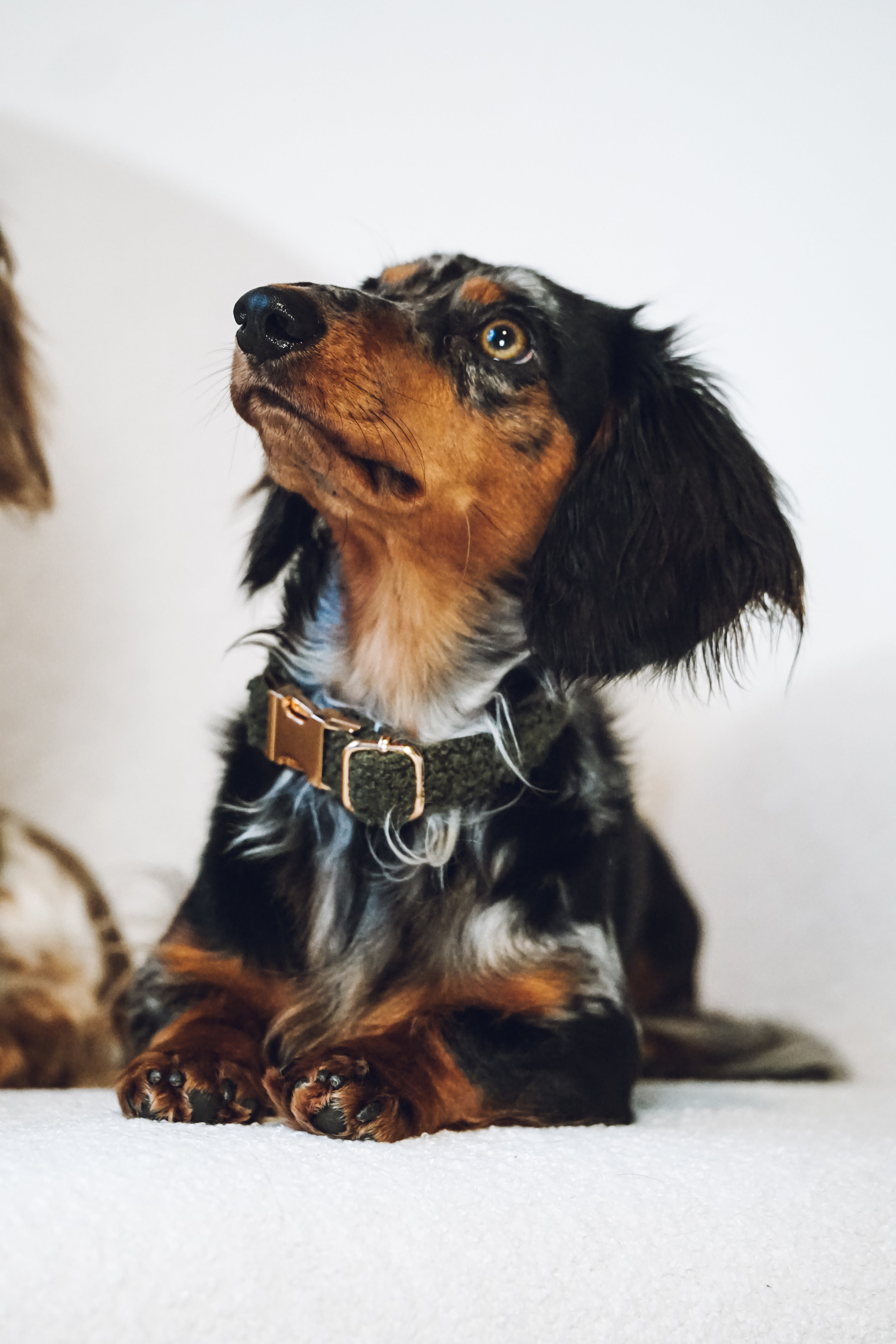 Hundehalsband "Teddy"