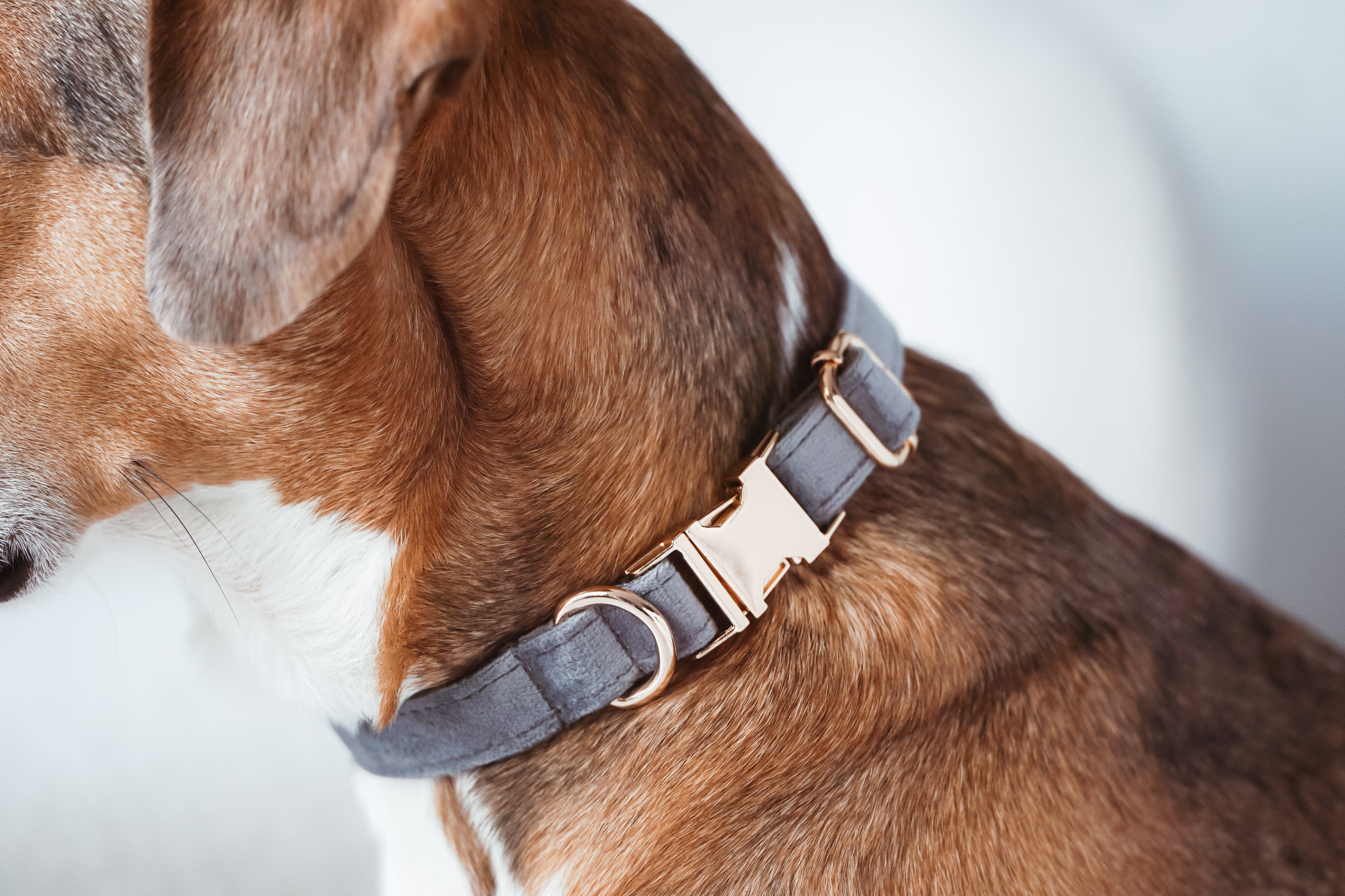 Hochwertiges Hundehalsband und Leine aus Samt in Grau mit goldener Schnalle, perfekt für stilvolle Spaziergänge.