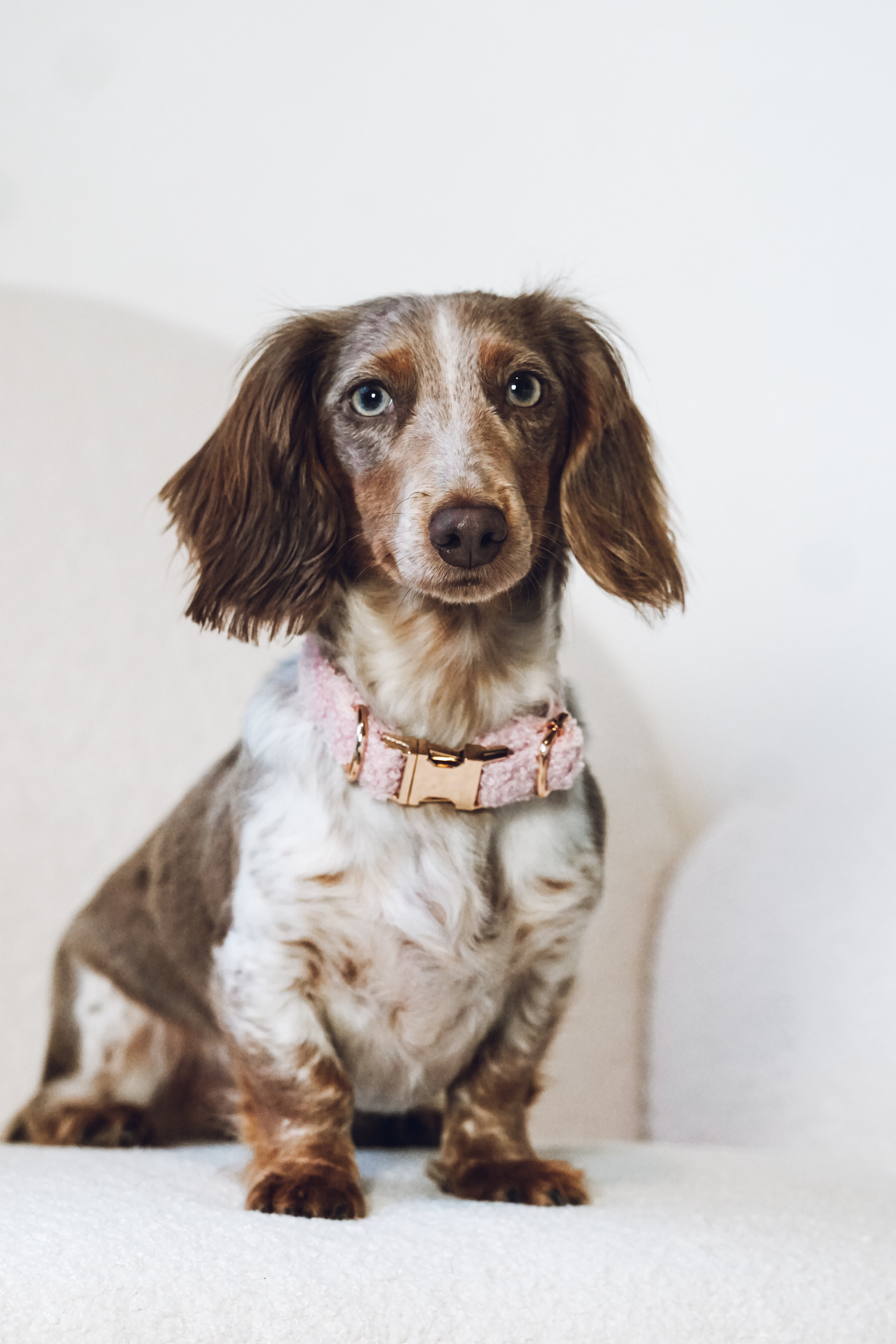 Set: Leine und Halsband "Teddy"