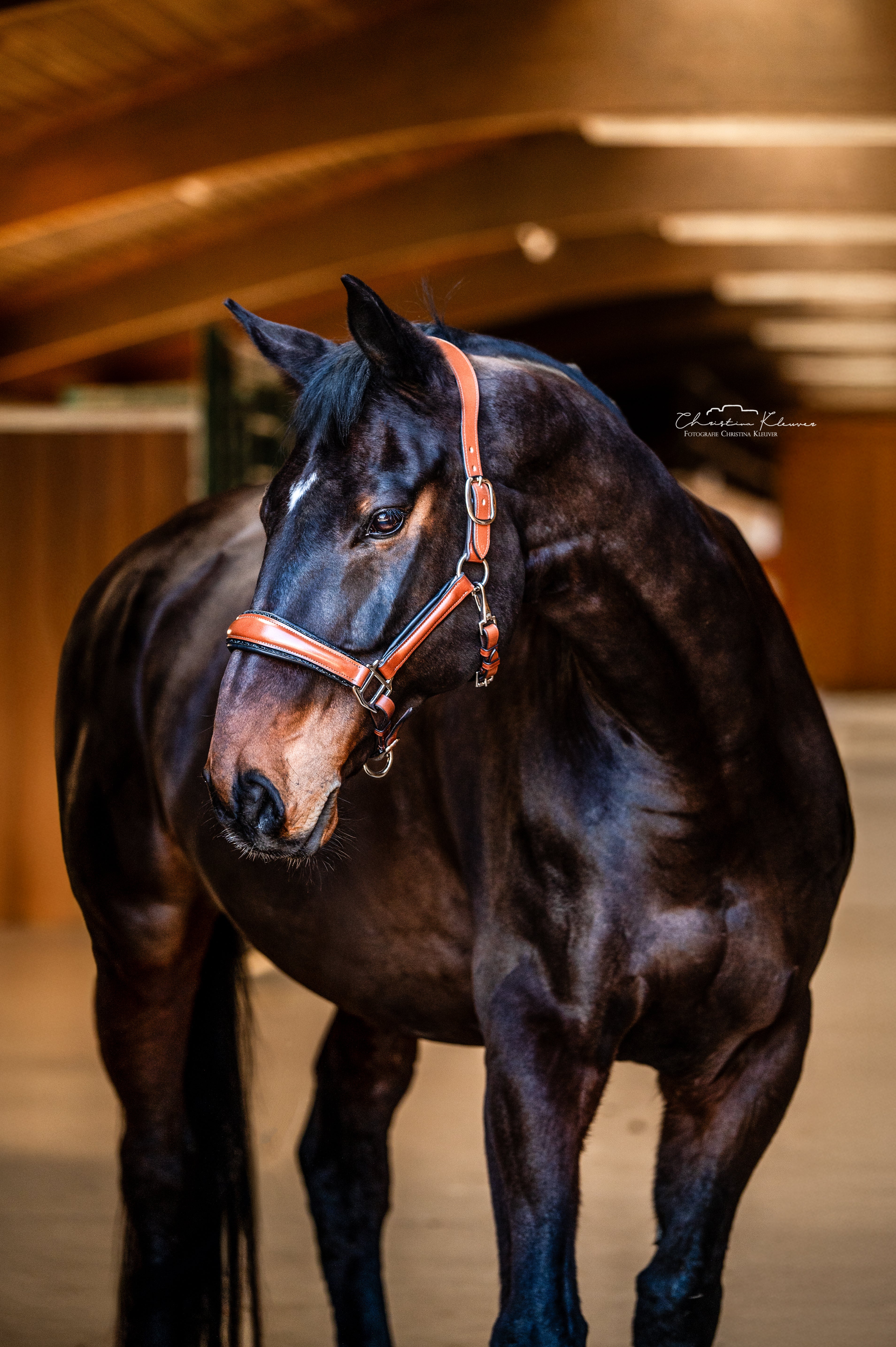Lederhalfter "Cognac"