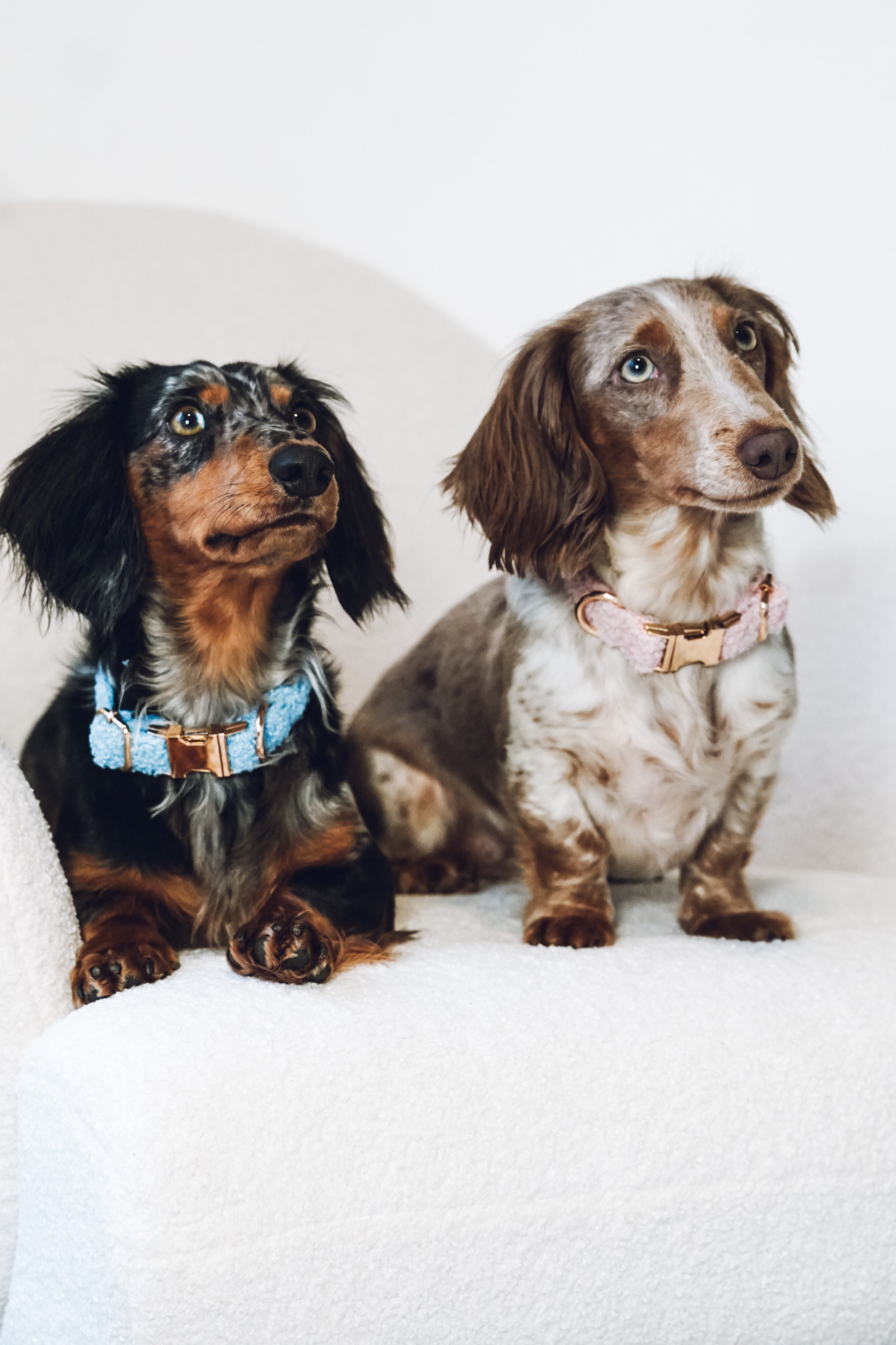 Hundehalsband "Teddy"