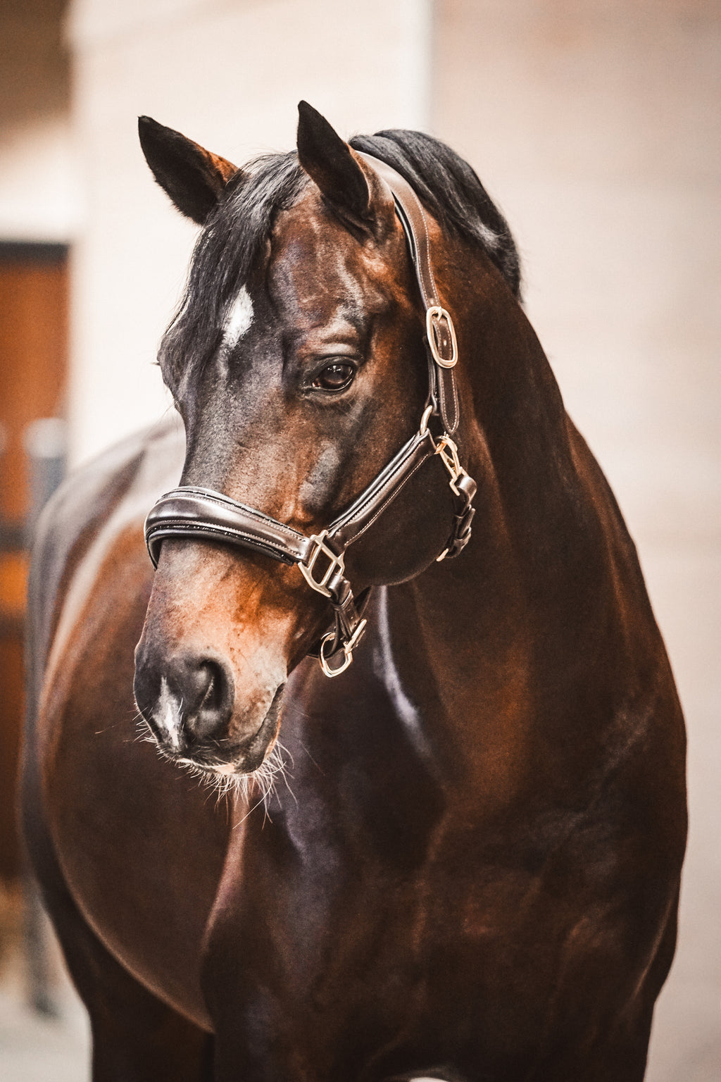 Lederhalfter "Black Mocca"