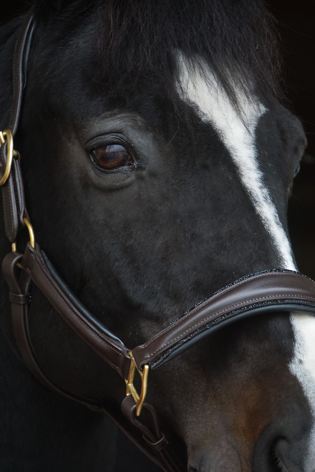 Lederhalfter "Black Mocca"