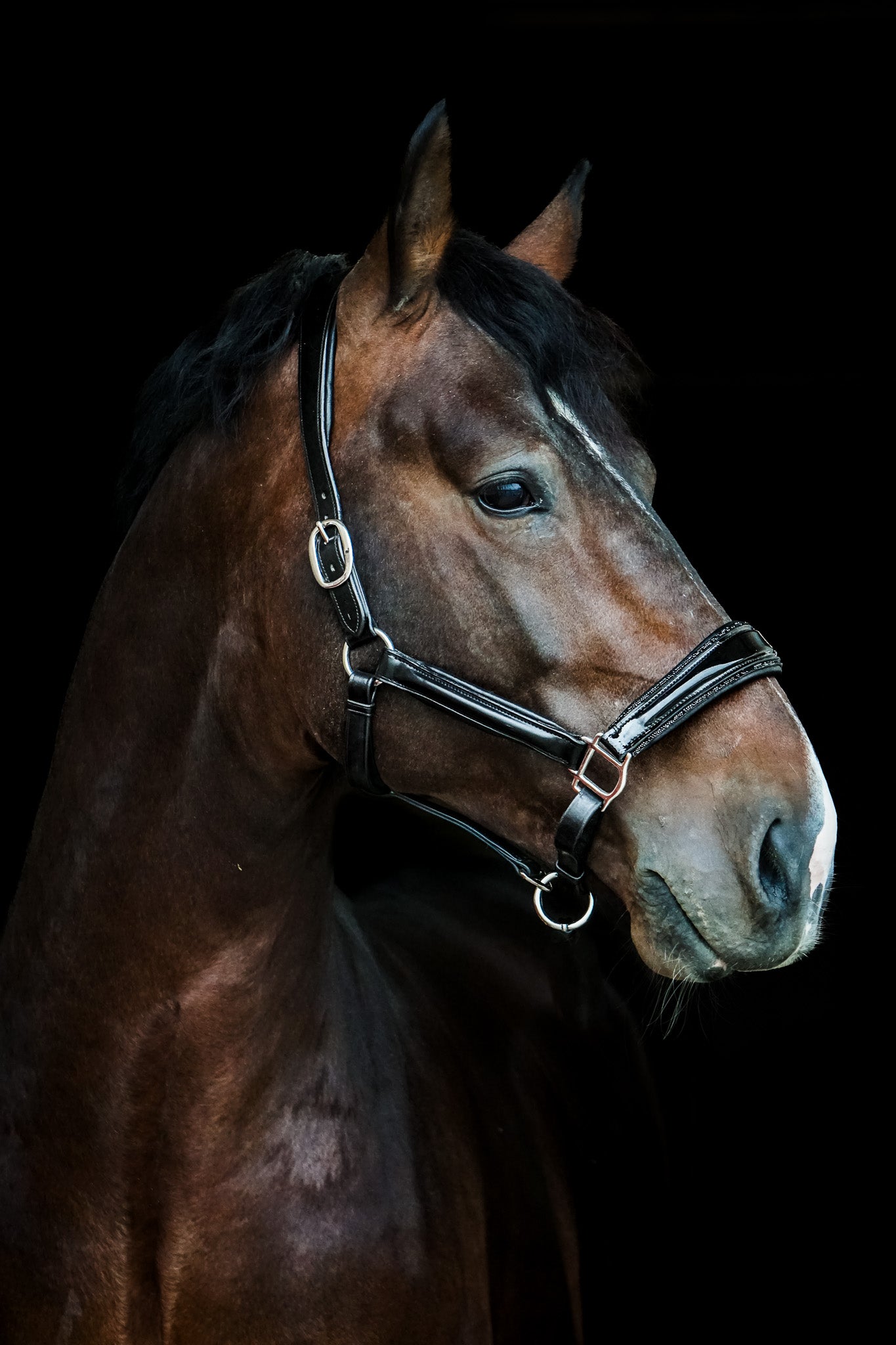 Lederhalfter "Glamour"