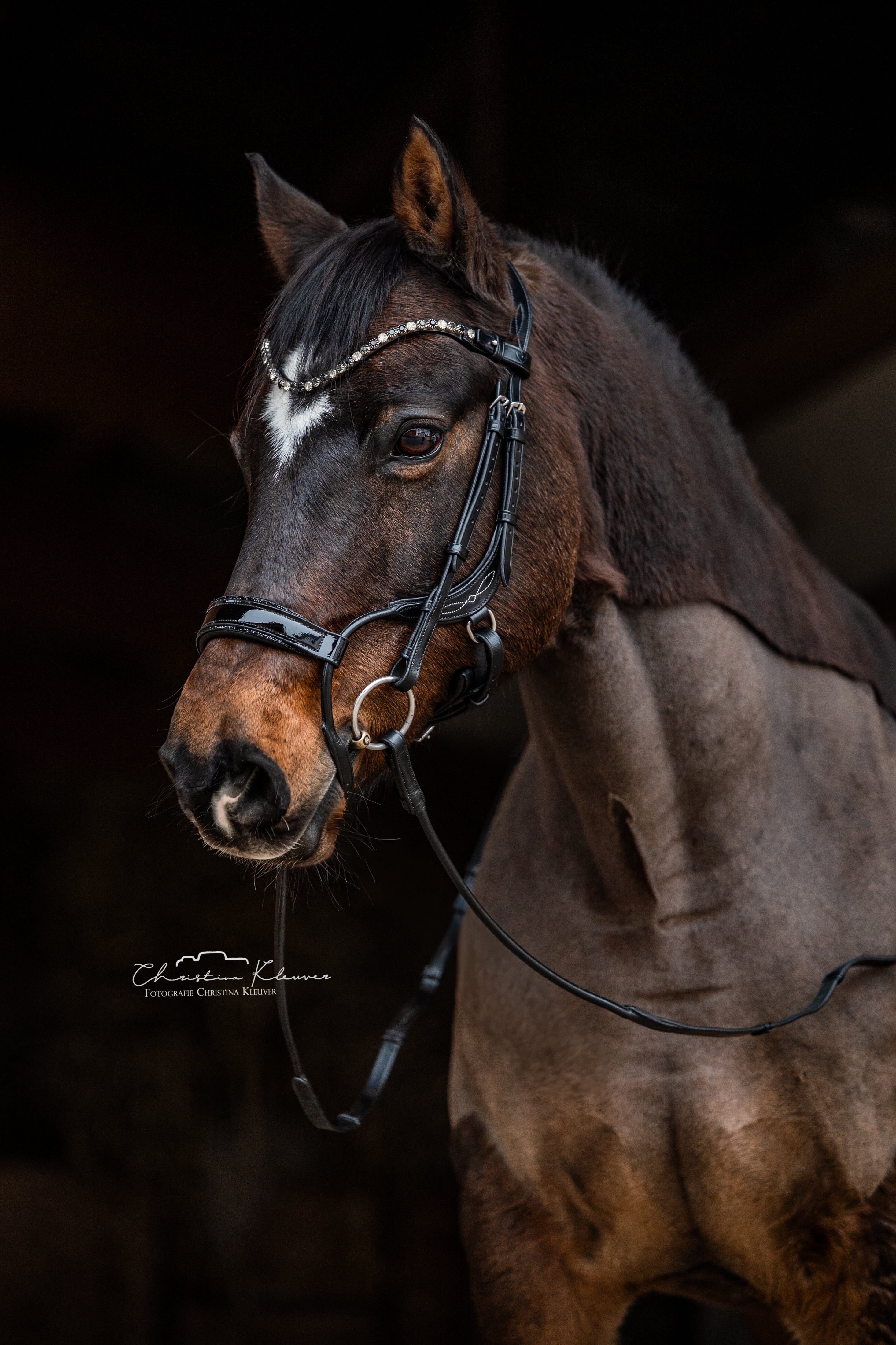 Trense "Jumper - Black Magic"