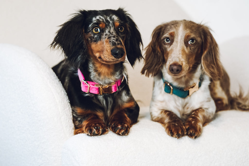 Hundehalsband "Velvet"