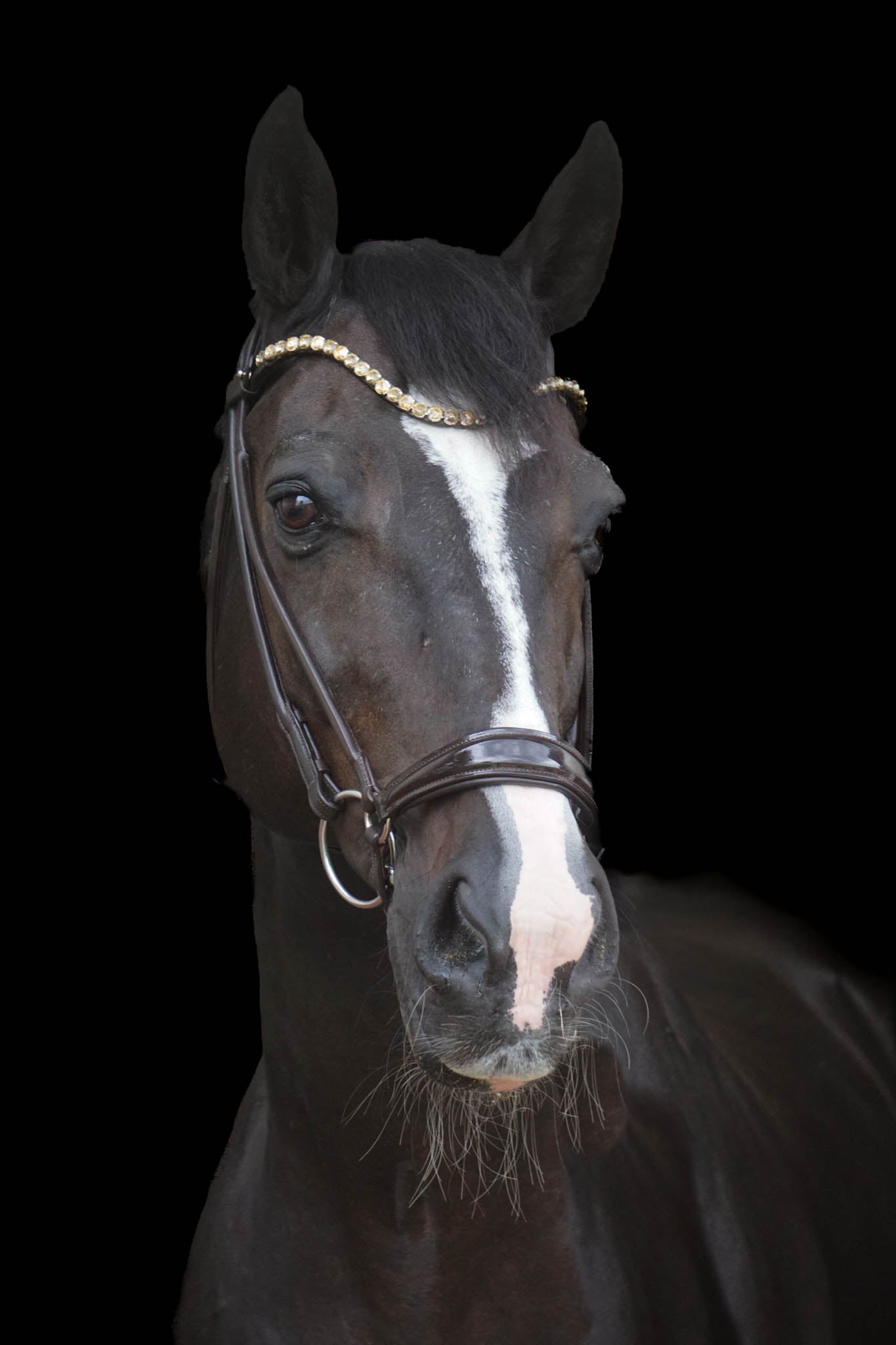 Trense "Classic" Hannover