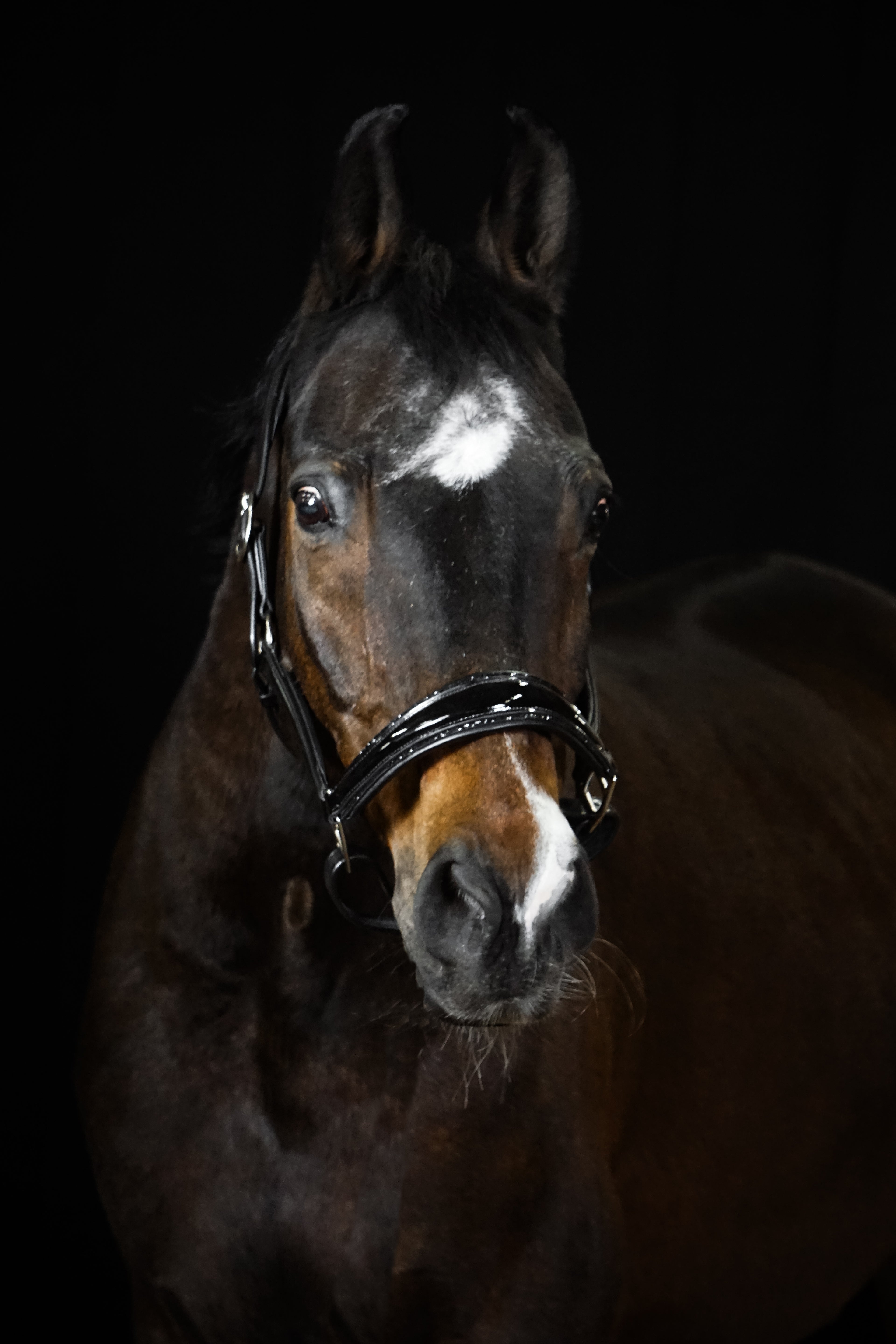 Lederhalfter "Glamour"