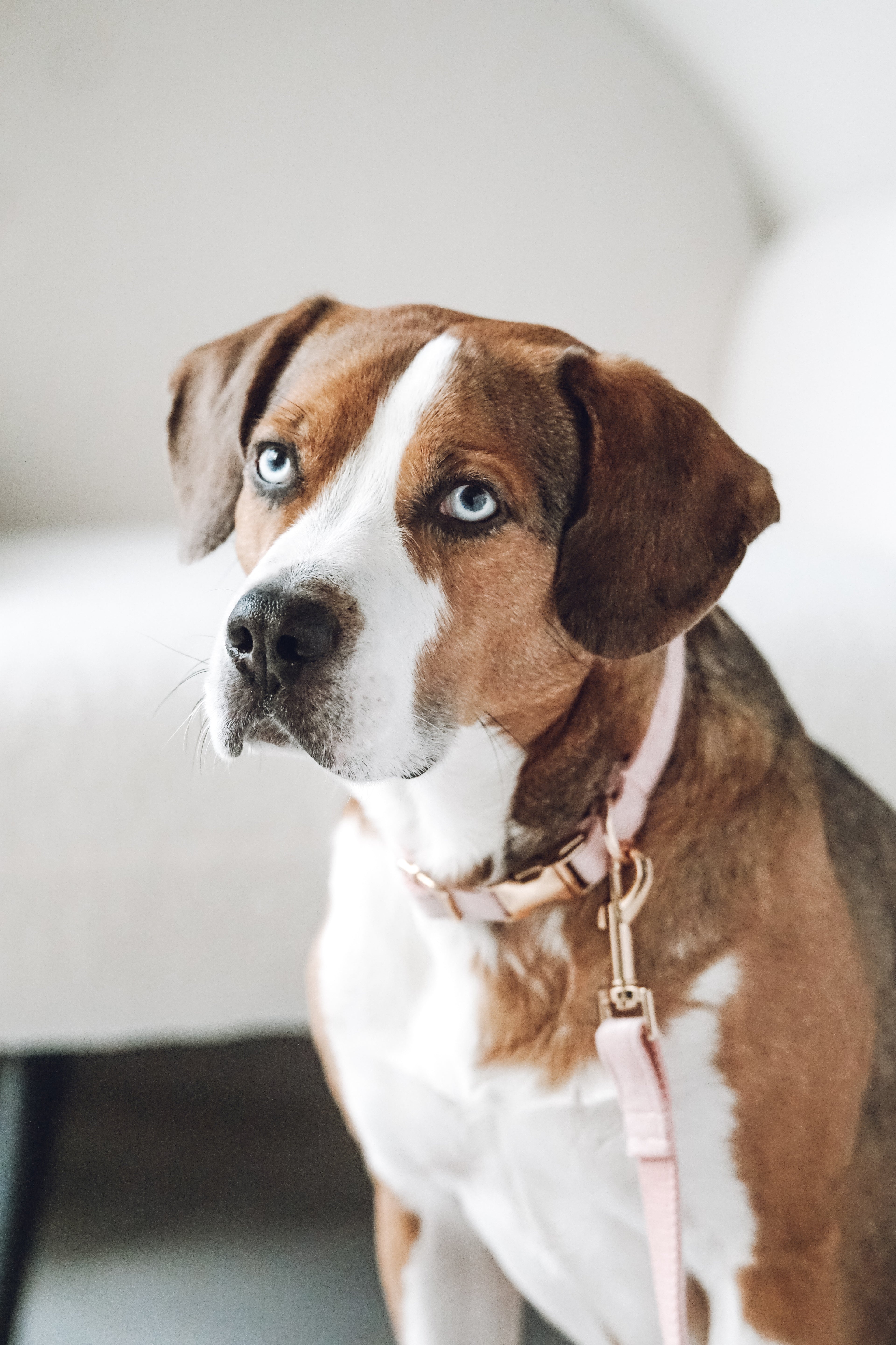 Hund mit Samt Hundehalsband und Leine aus Samt, der neugierig schaut.