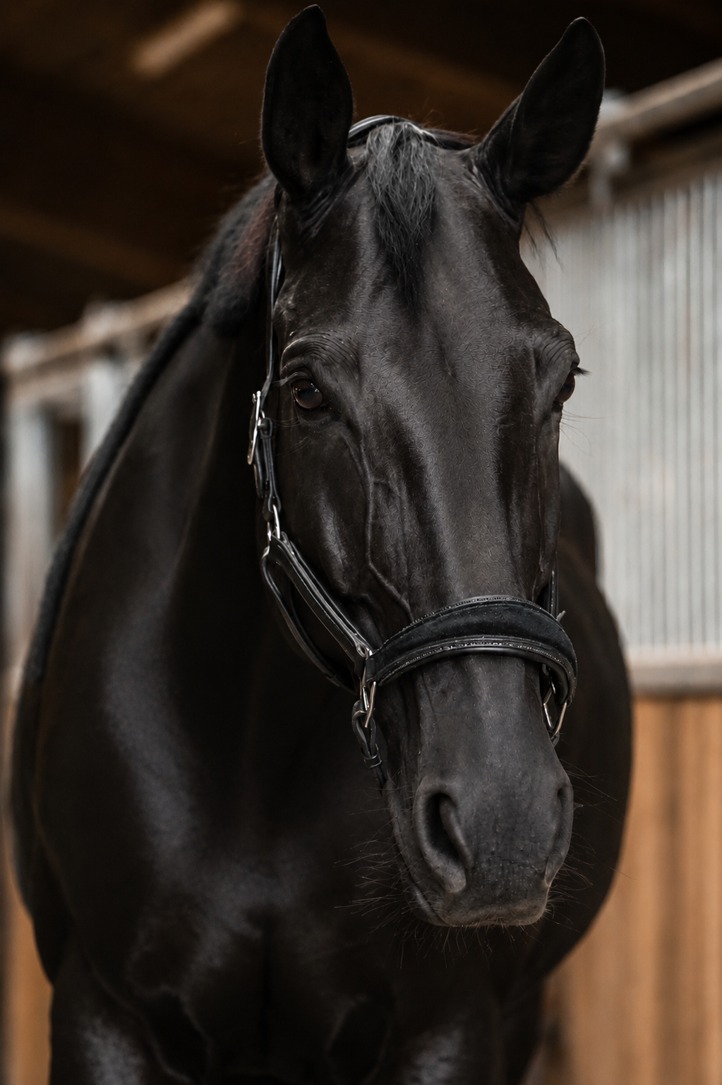 Lederhalfter "Black Suede Magic"